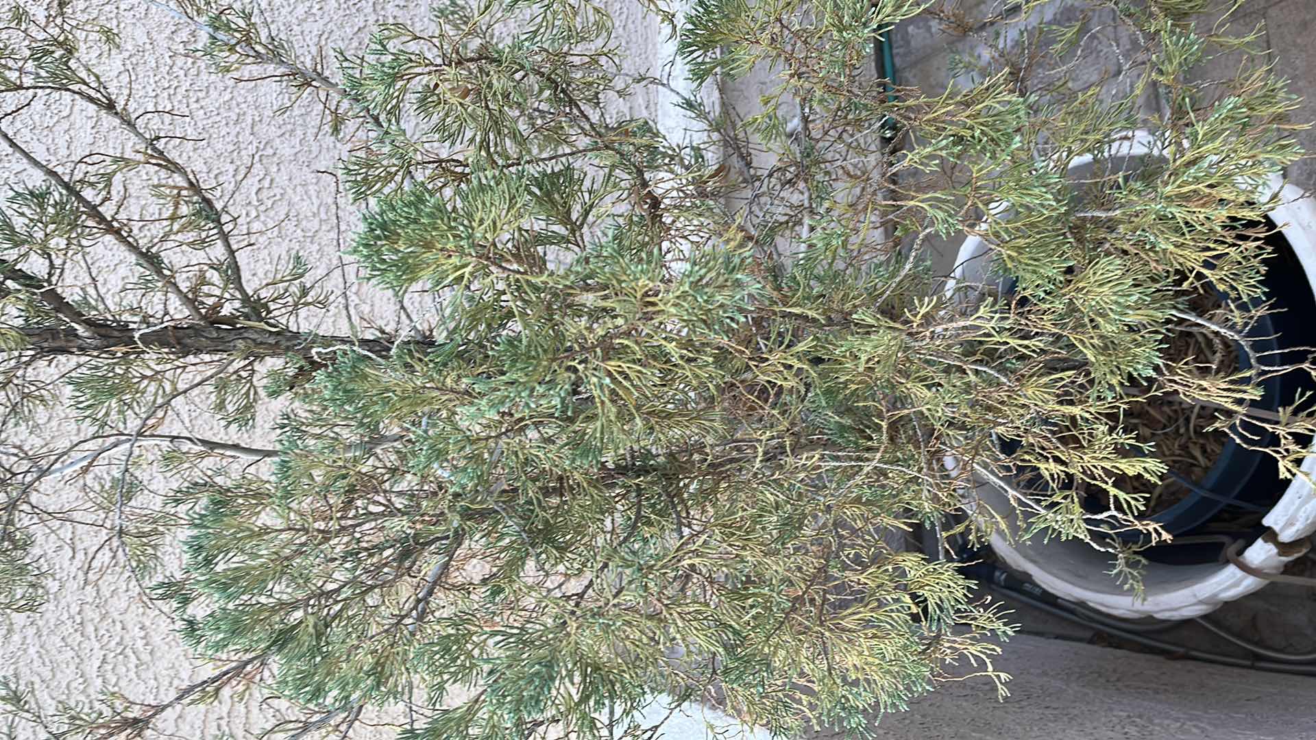 Photo 1 of LIVE PINE TREE H99” W OUTDOOR STONE FINISH FIBERGLASS PLANTER 23” X 20”