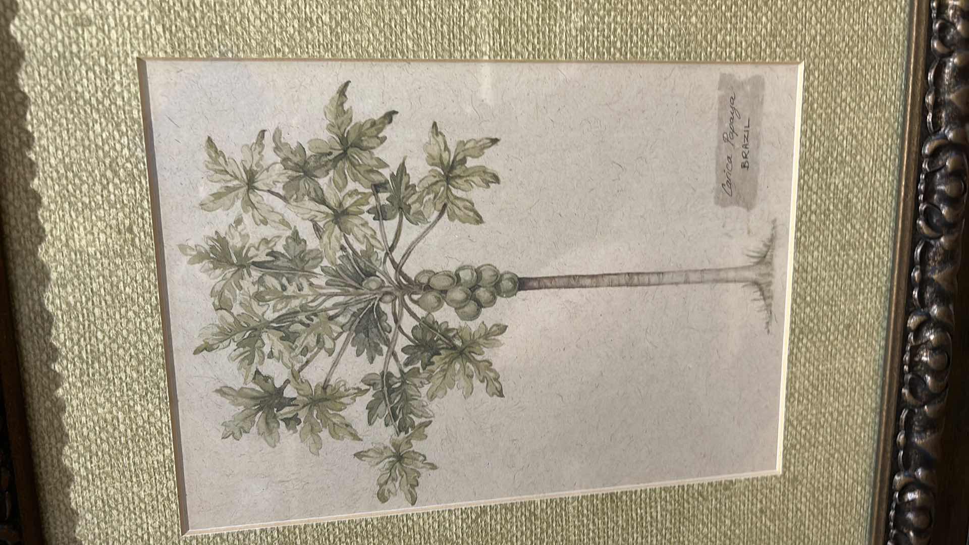 Photo 1 of 2 MADIGASCAR PALM TREE FRAMED ARTWORK 15 1/4” x 18 1/4"