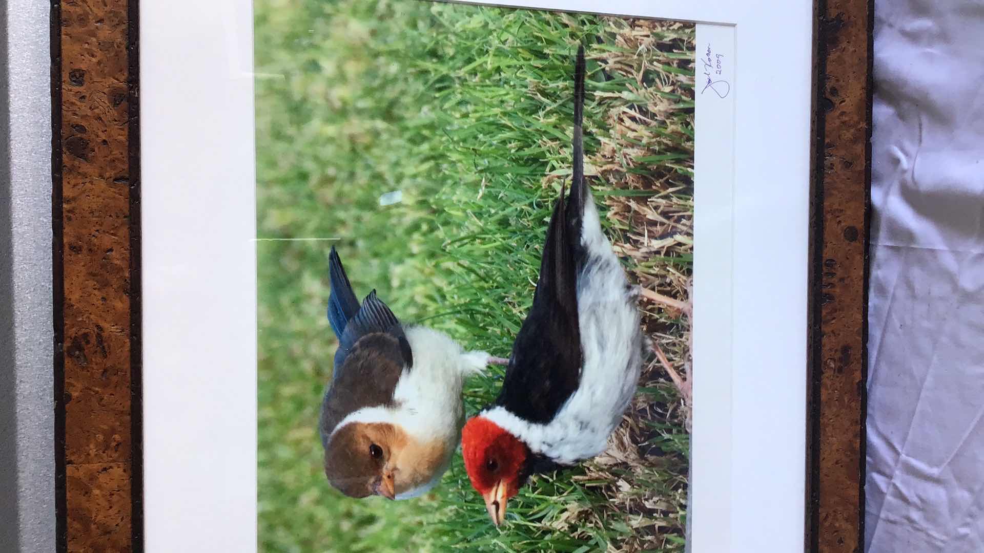 Photo 1 of BEAUTIFUL PHOTOGRAPH AND FRAME 2 BIRDS IN GRASS 22” X 20”
