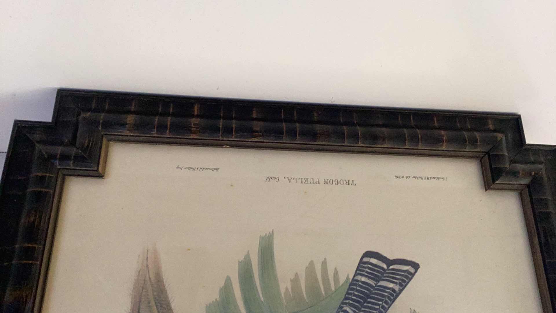 Photo 1 of VINTAGE TROGON PUELLA BY JOHN GOULD PRINT 18” X H 23”