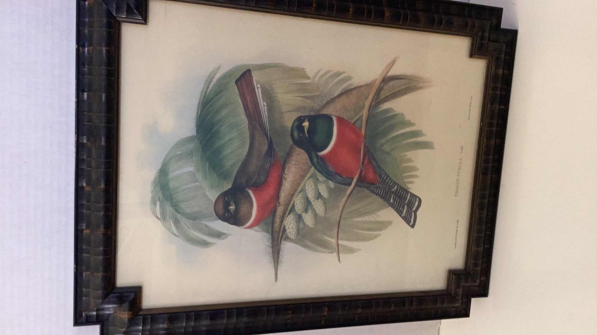 Photo 1 of VINTAGE TROGON PUELLA BY JOHN GOULD PRINT 18” X H 23”