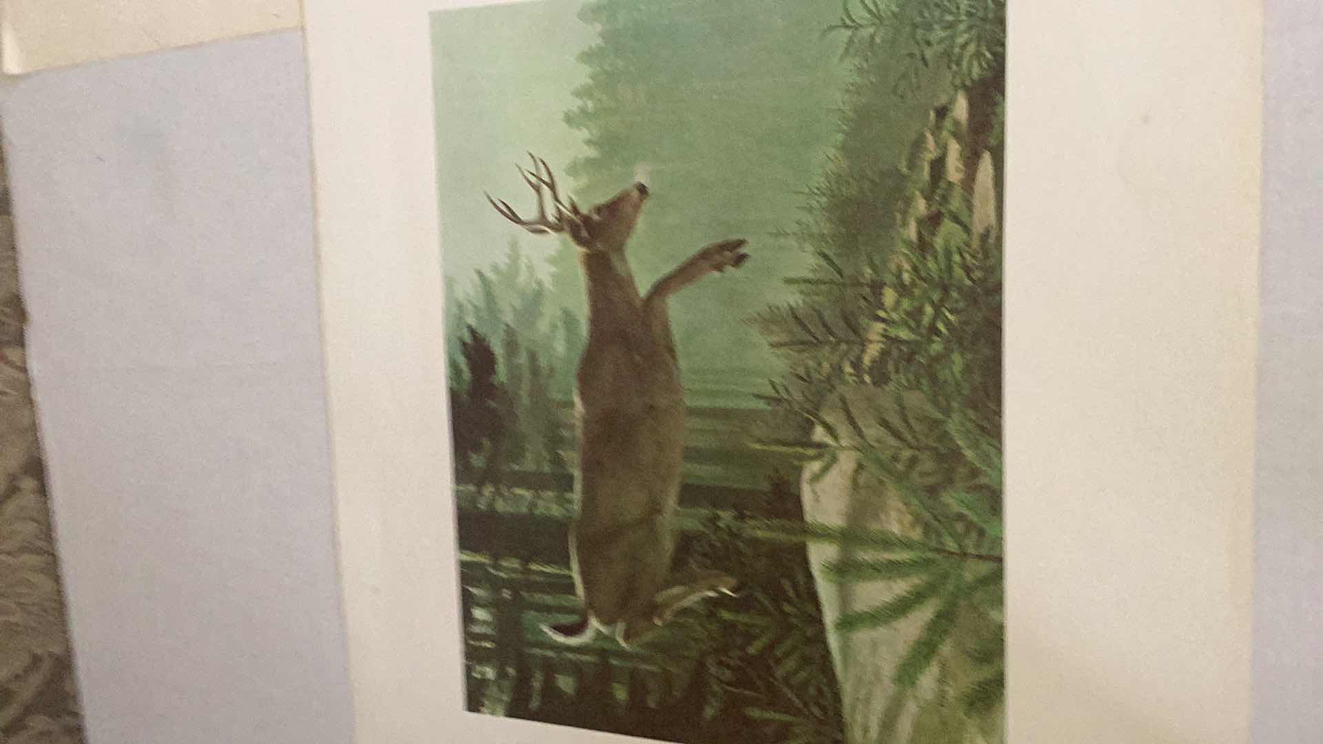 Photo 1 of TWO ANIMAL PRINTS 23” X H 20”