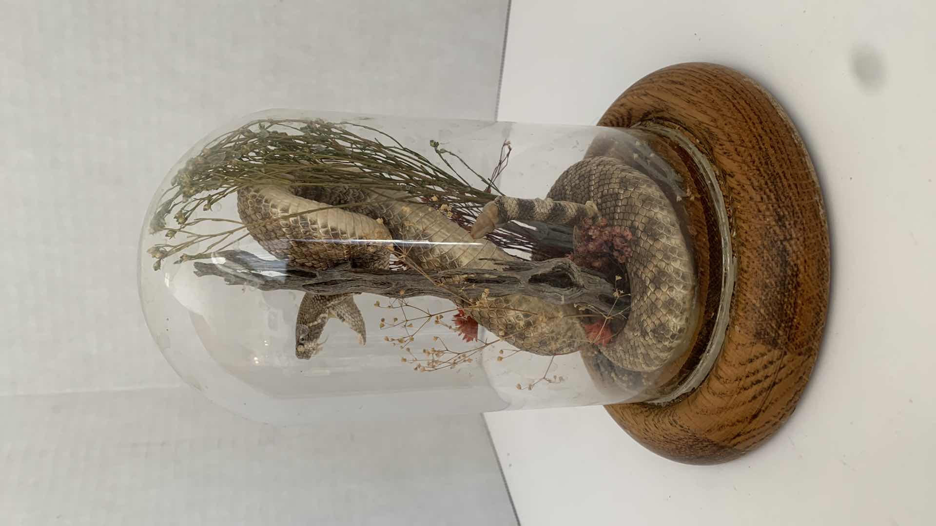 Photo 1 of RATTLESNAKE IN DOME 6” X 6” H 8”