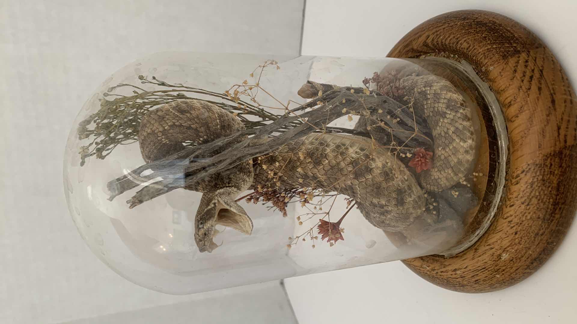 Photo 1 of RATTLESNAKE IN DOME 6” X 6” H 8”