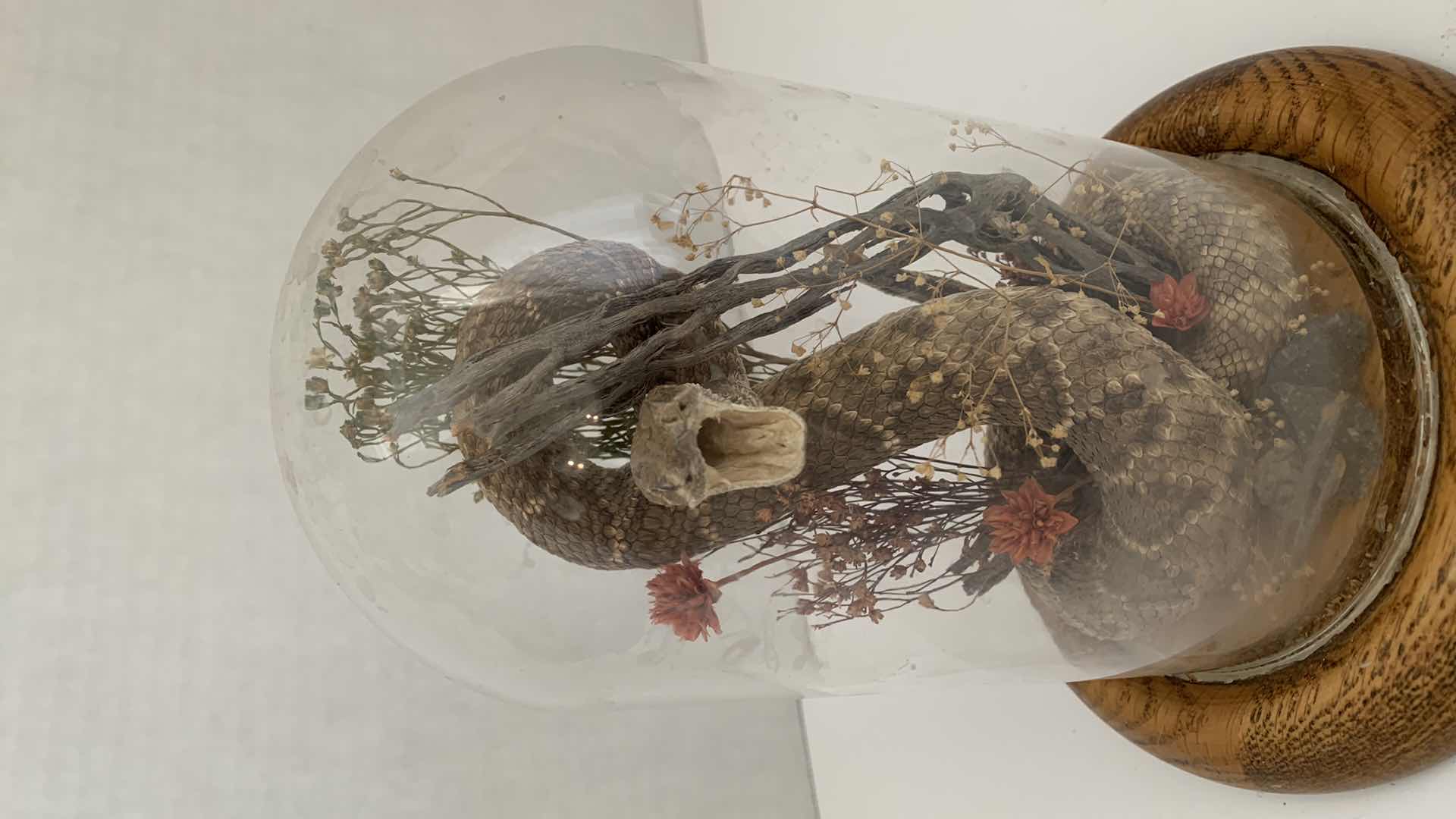 Photo 1 of RATTLESNAKE IN DOME 6” X 6” H 8”