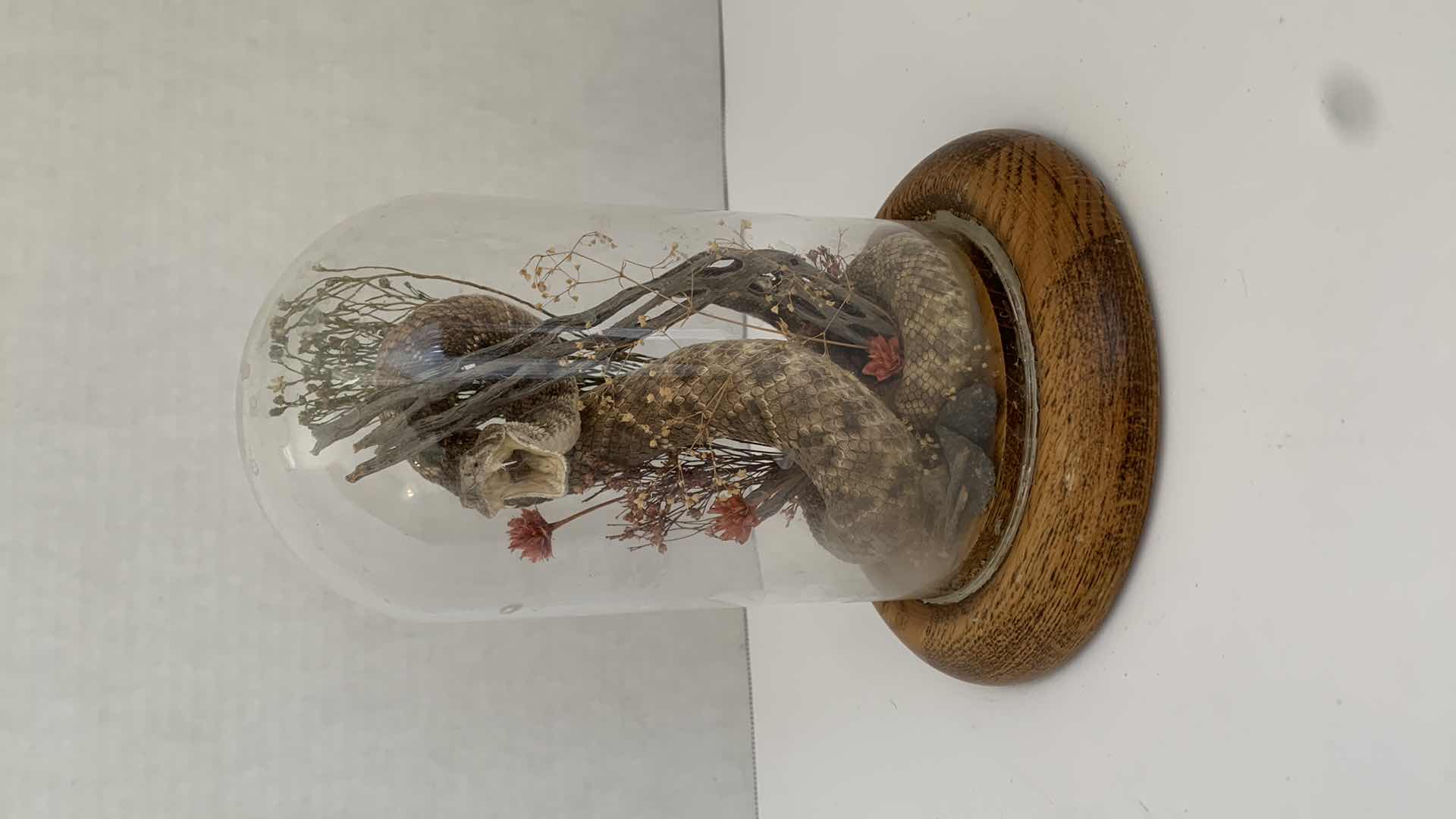 Photo 1 of RATTLESNAKE IN DOME 6” X 6” H 8”