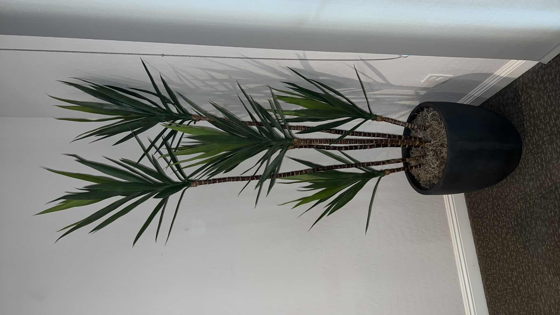 Photo 1 of FAUX TREE IN GREY CERAMIC POT H7’