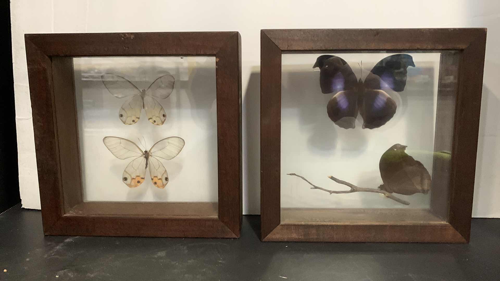 Photo 1 of 4 MOUNTED INSECTS IN SHADOW BOXES
