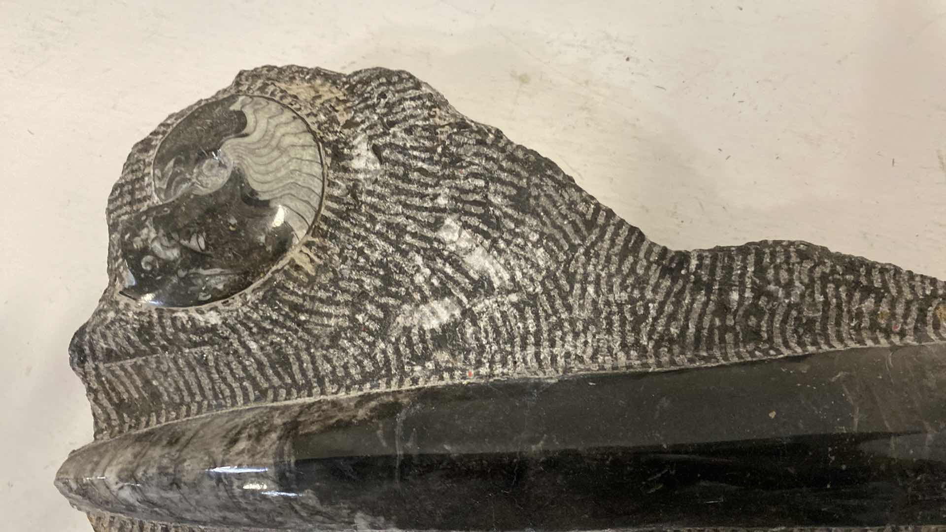 Photo 1 of FOSSIL 11” X 14”