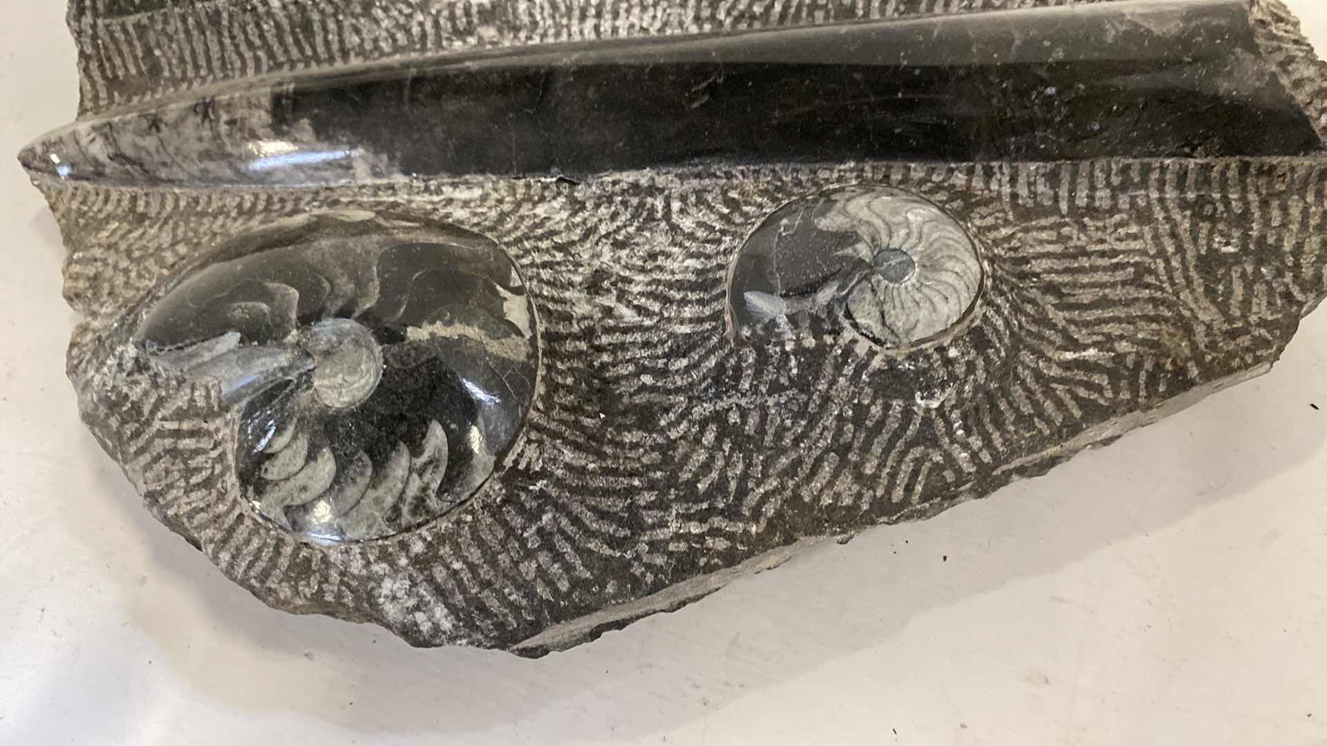 Photo 1 of FOSSIL 11” X 14”