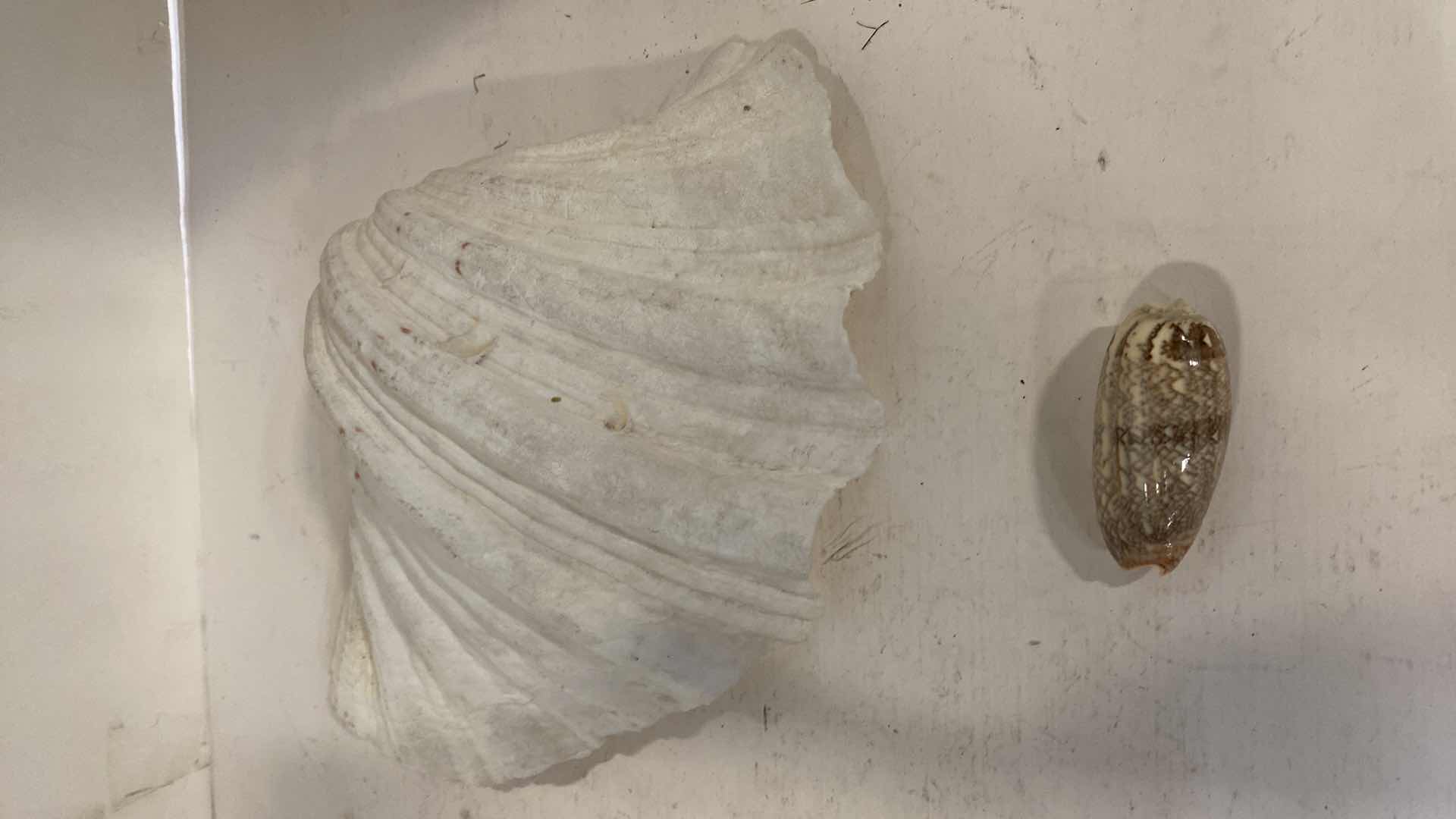 Photo 1 of 4-SEA SHELLS