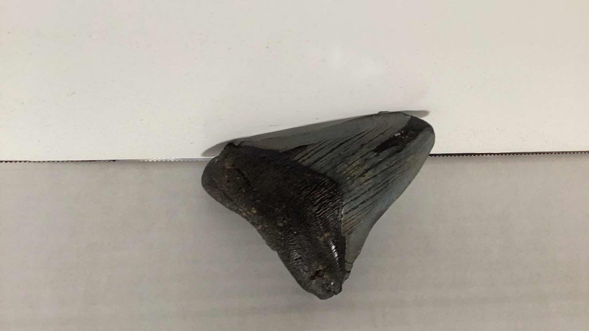 Photo 1 of FOSSIL MEGALODON SHARK TOOTH 4 1/4”, AND A RED GUM TREE PIECE BOWL