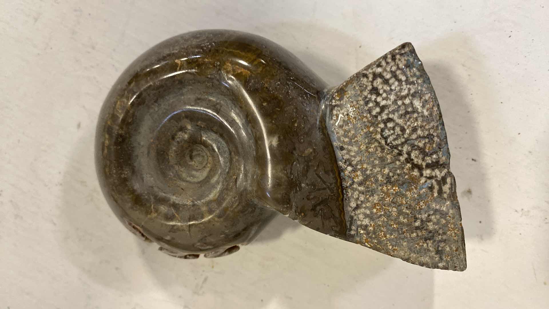 Photo 1 of PAIR OF FOSSILS