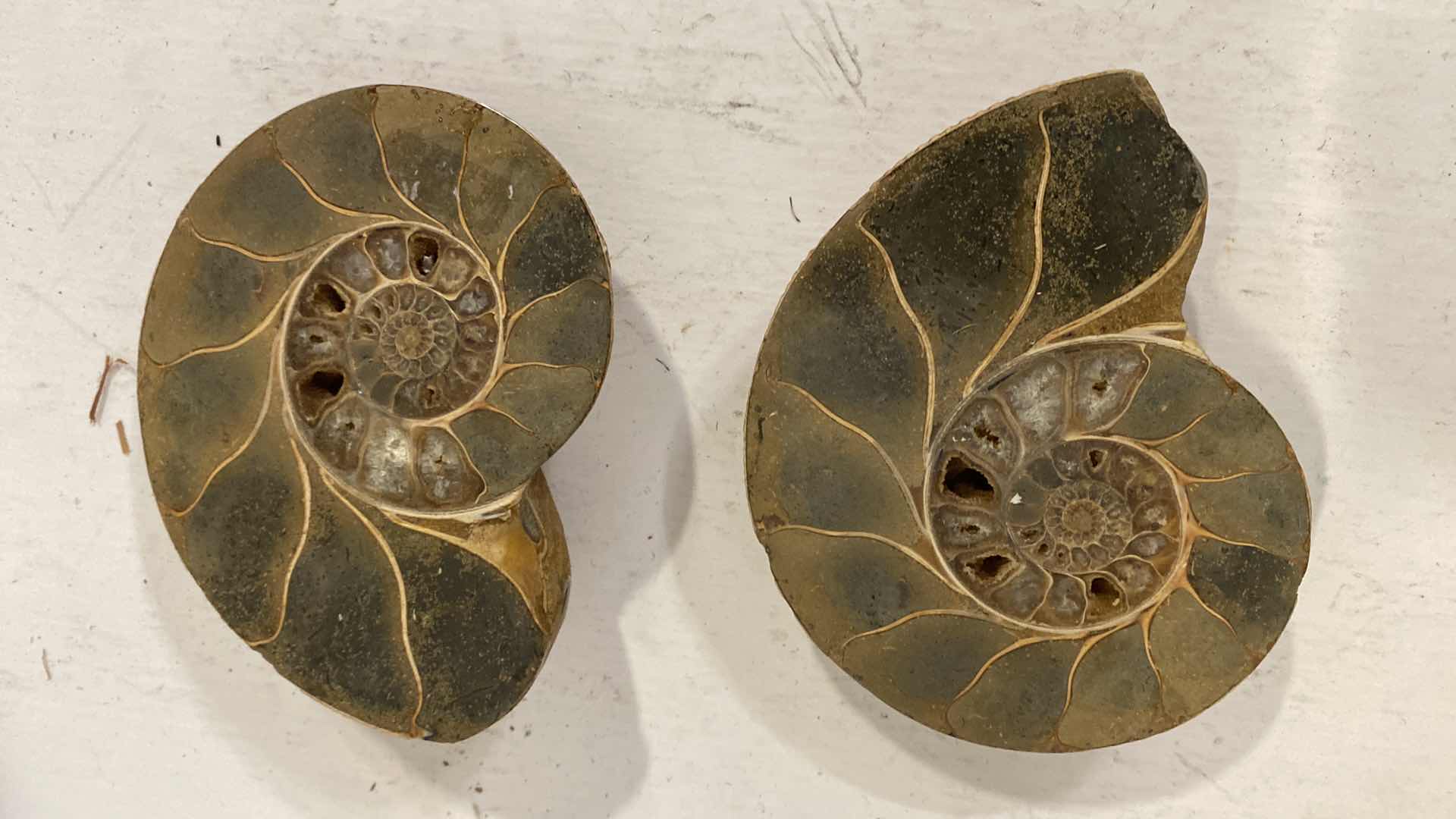 Photo 1 of 3-FOSSILS