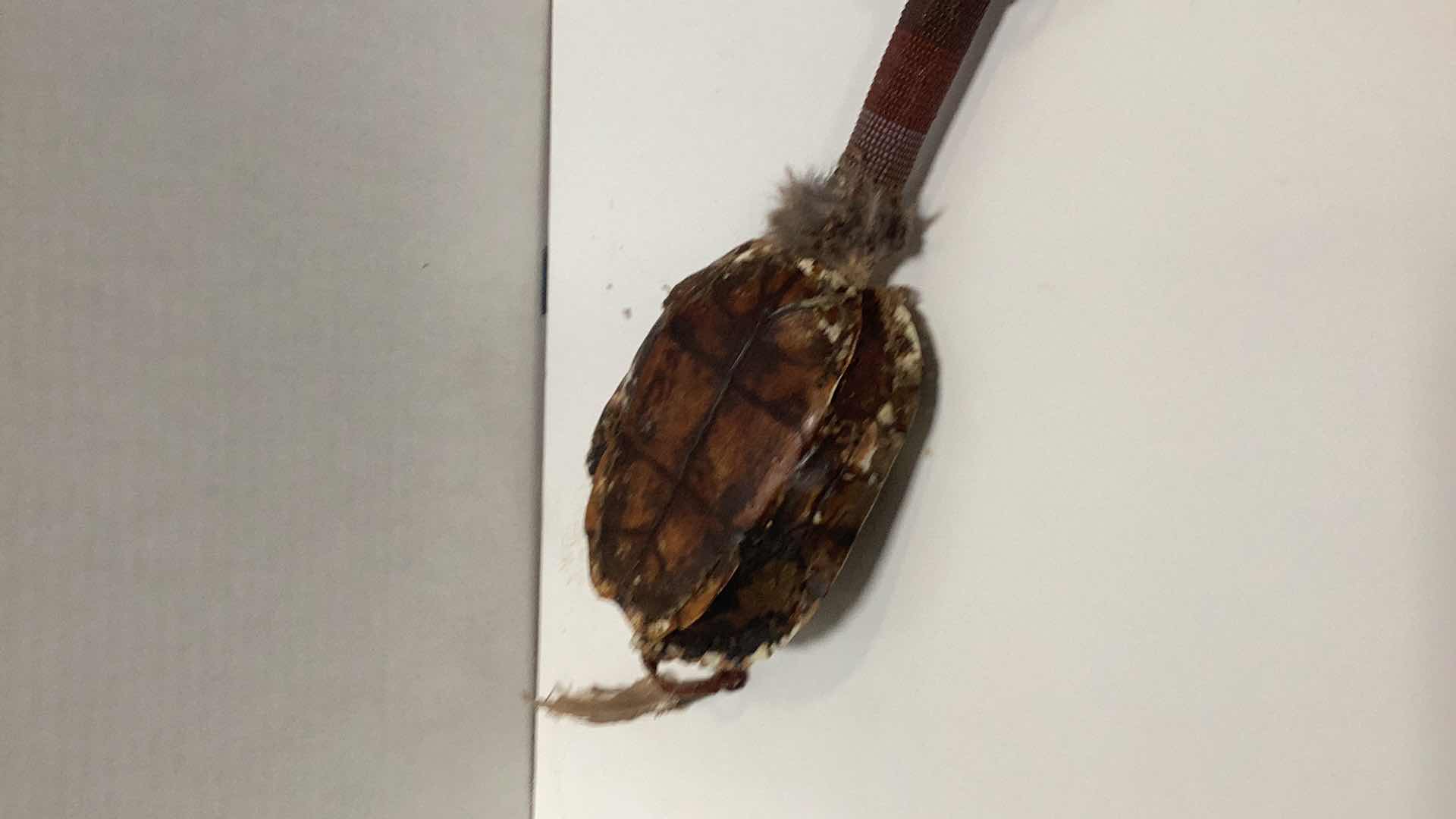 Photo 1 of RARE ANTIQUE AMERICAN INDIAN TURTLE MEDICINE MAN SHAKER