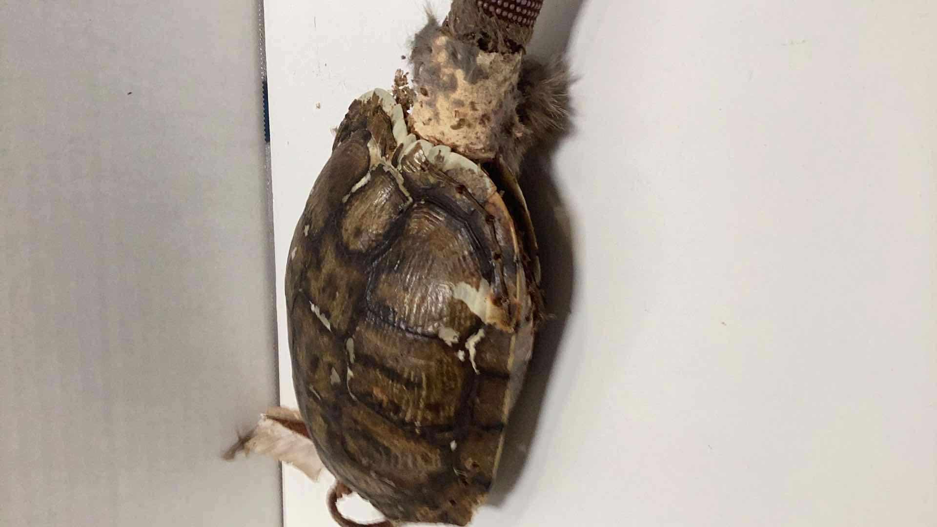 Photo 1 of RARE ANTIQUE AMERICAN INDIAN TURTLE MEDICINE MAN SHAKER