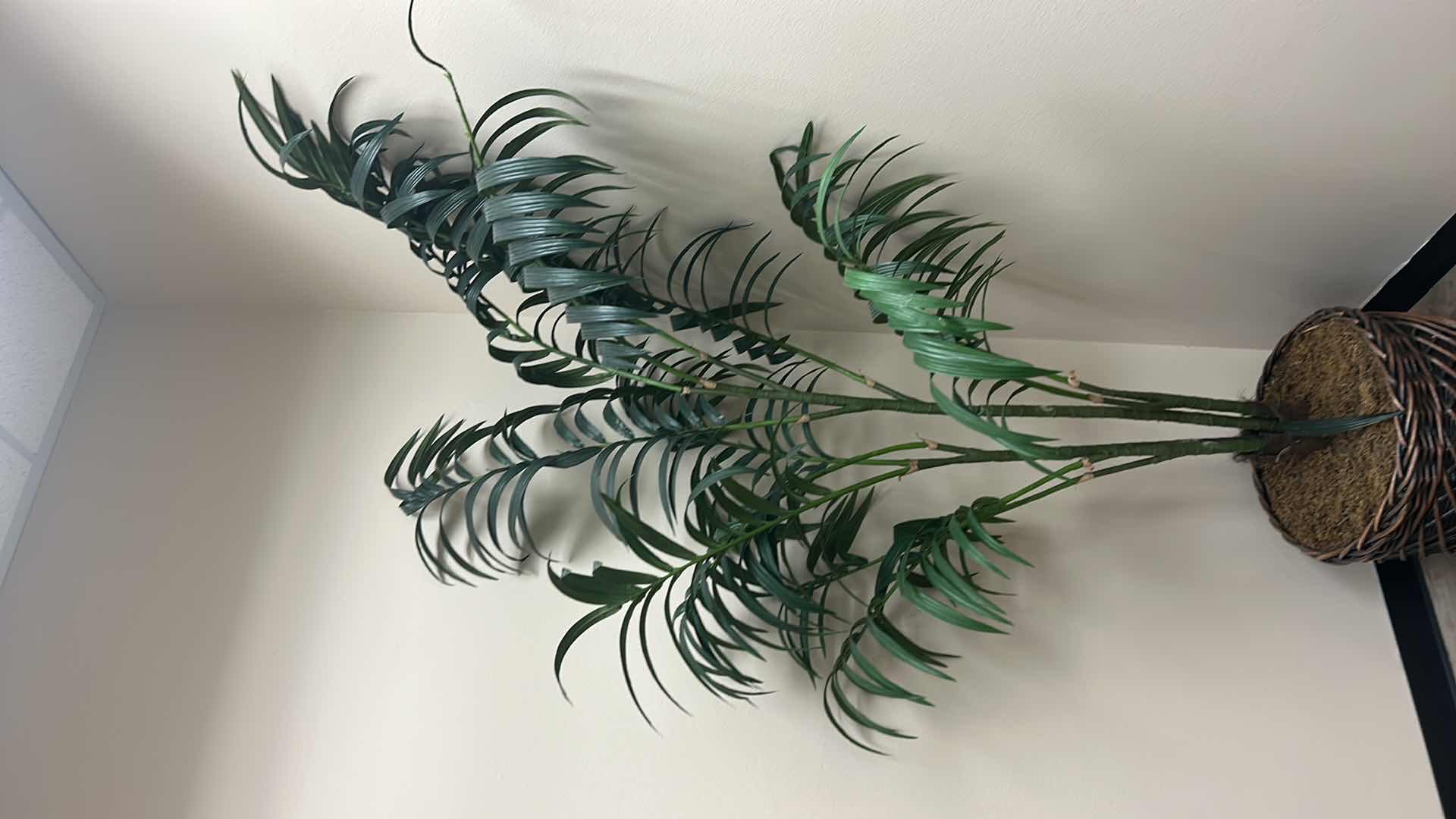 Photo 1 of TALL FAUX PALM TREE IN WICKER BASKET  22” x 8’
