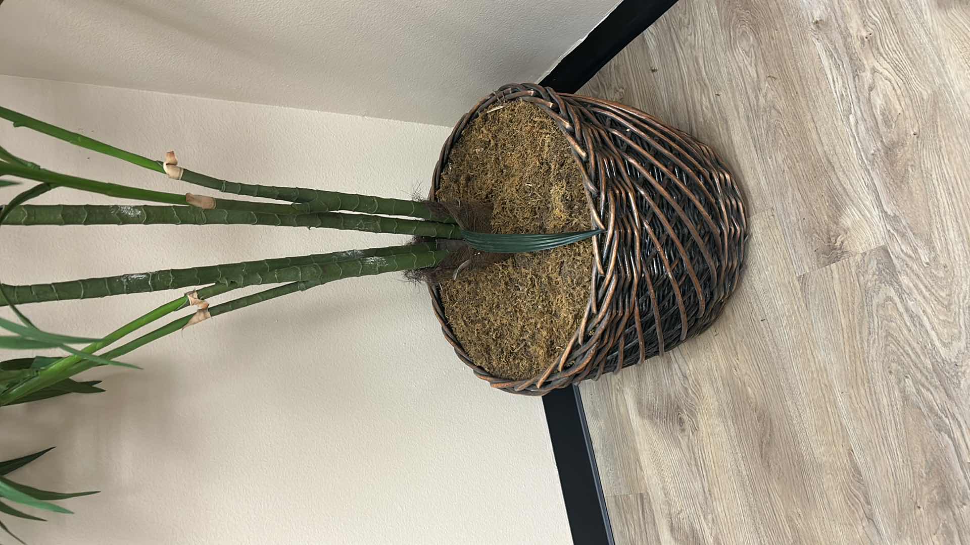 Photo 1 of TALL FAUX PALM TREE IN WICKER BASKET  22” x 8’