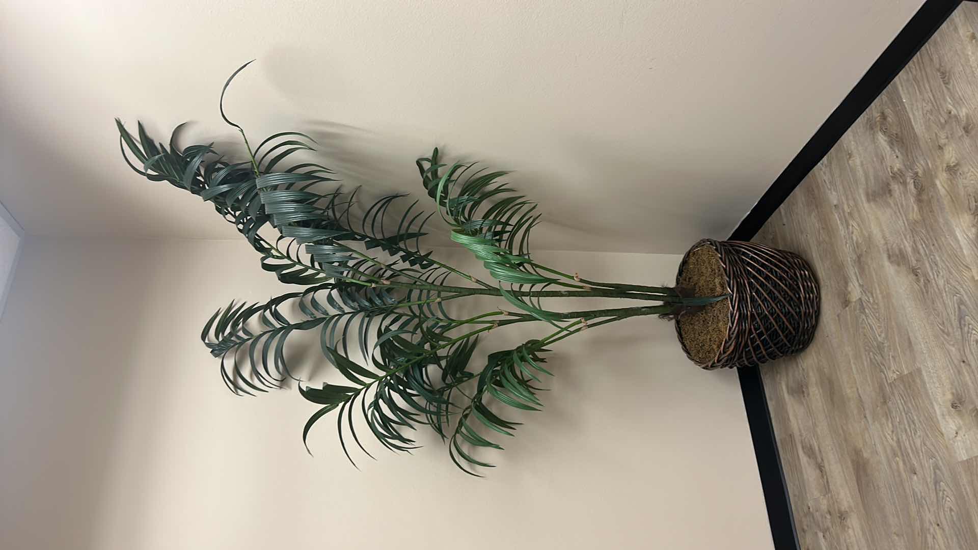 Photo 1 of TALL FAUX PALM TREE IN WICKER BASKET  22” x 8’