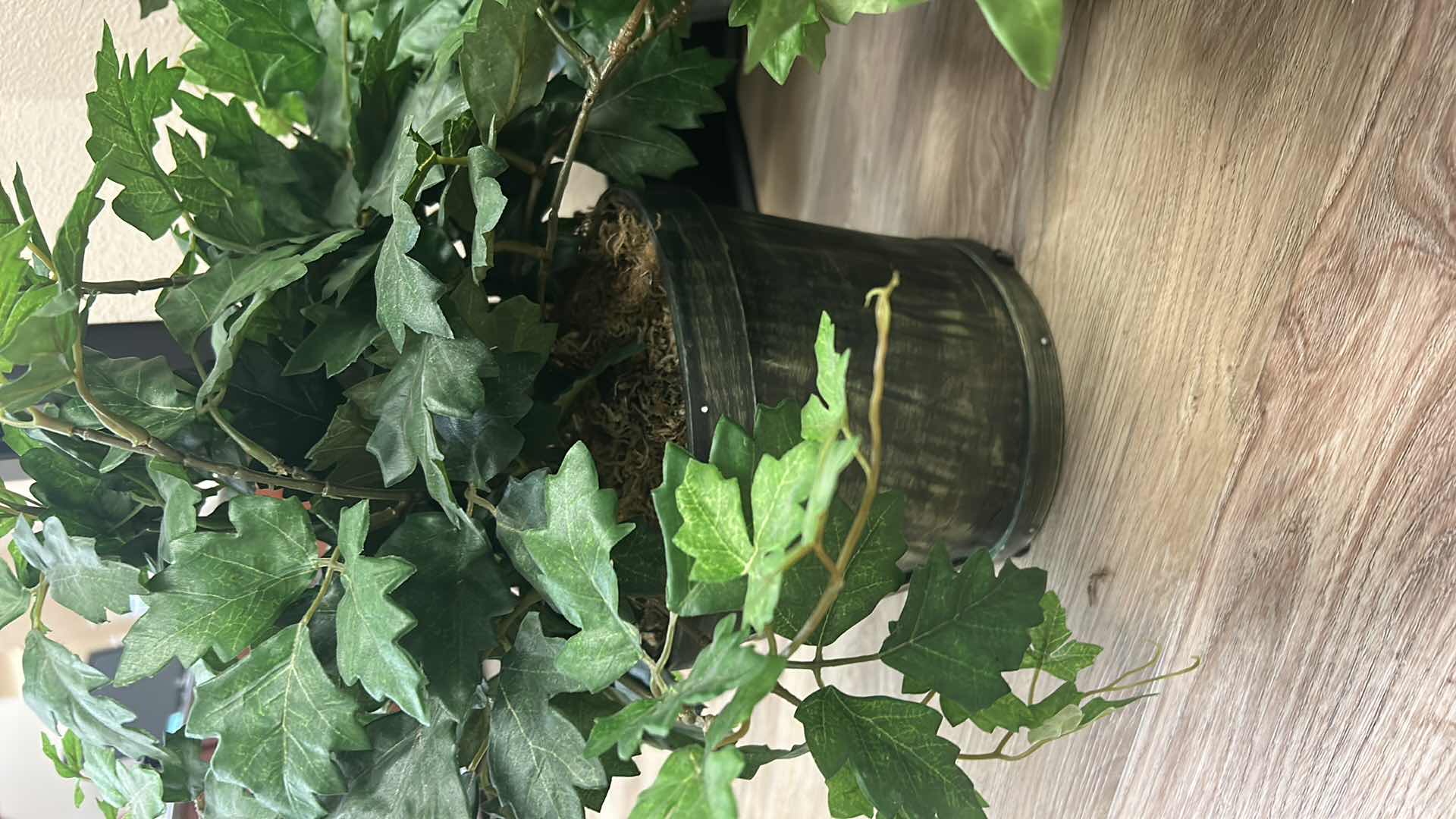 Photo 1 of 7 POTS WITH FAUX IVY