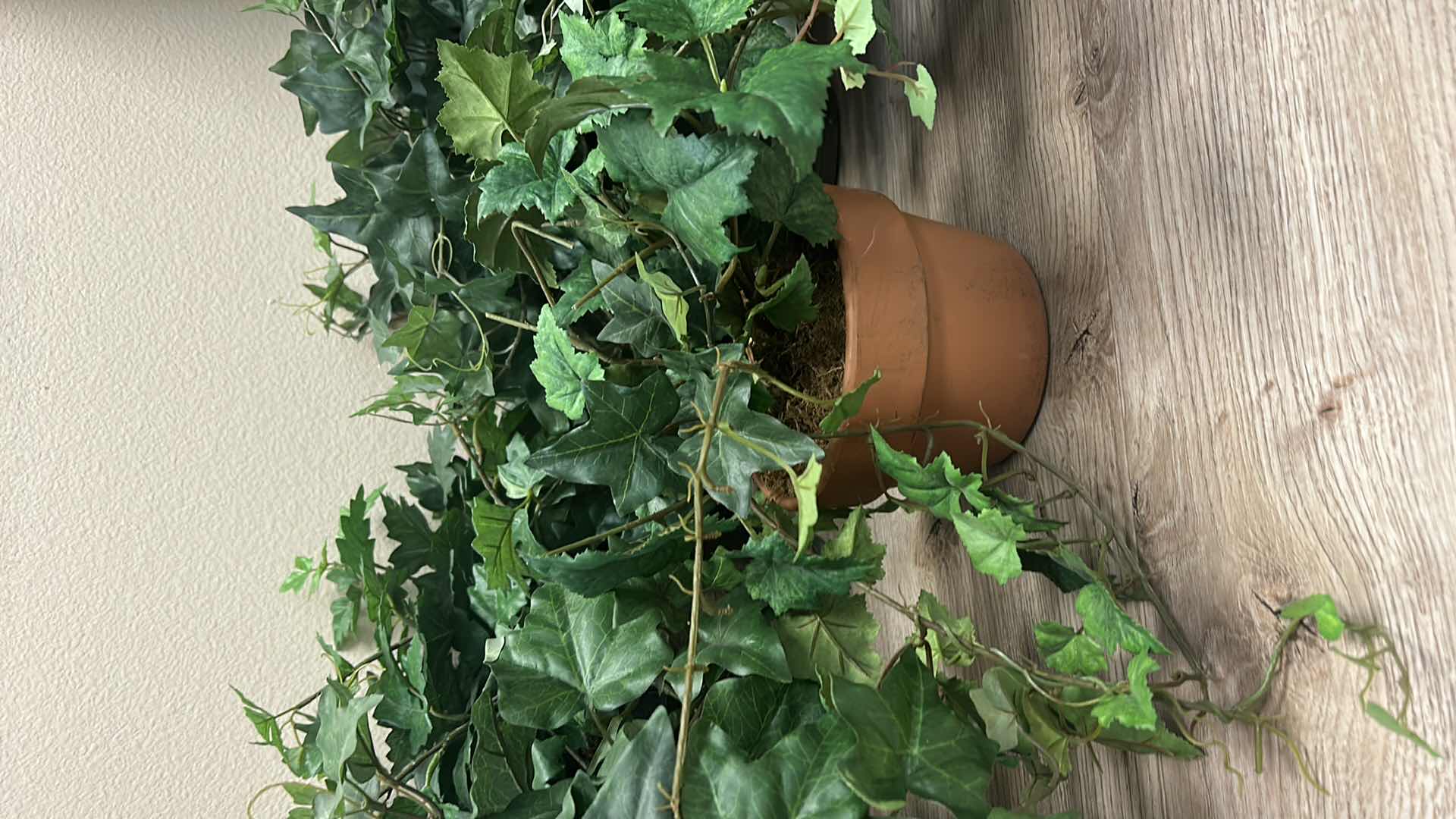 Photo 1 of 7 POTS WITH FAUX IVY