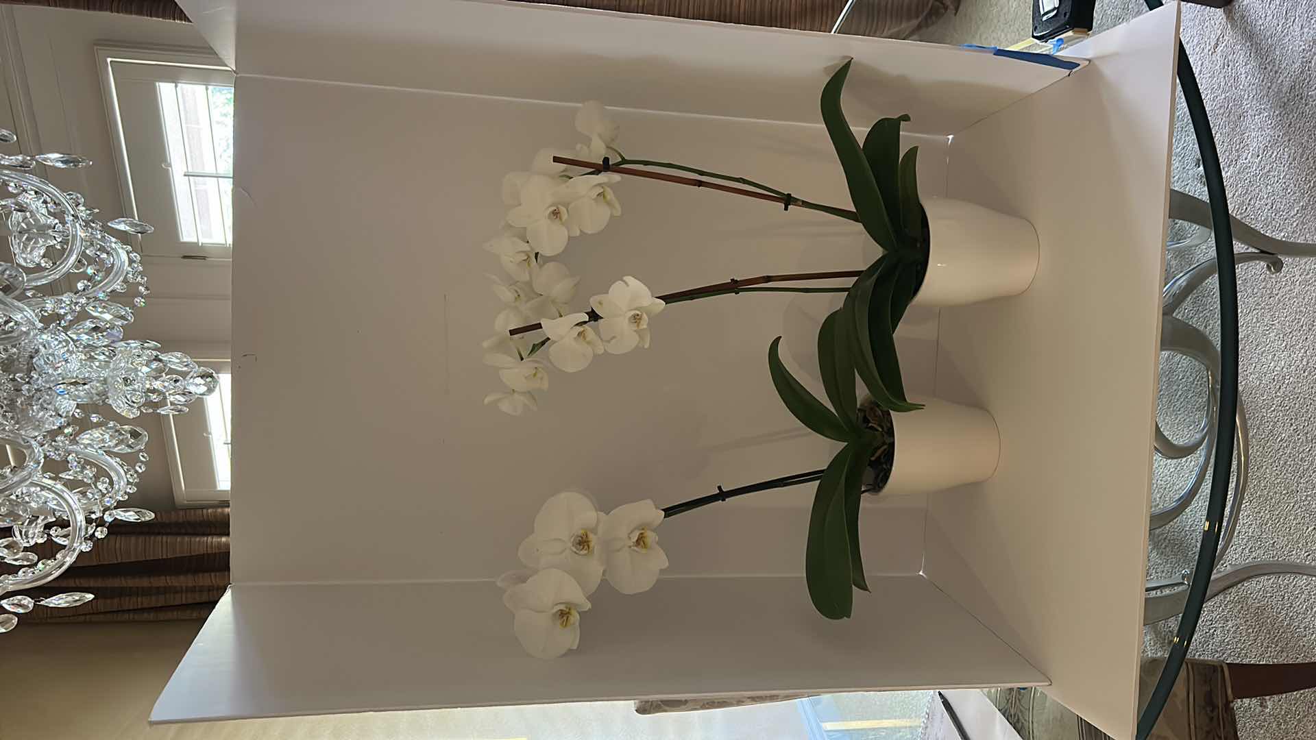 Photo 1 of 2 LIVING WHITE ORCHIDS IN WHITE CERAMIC POTS H25”