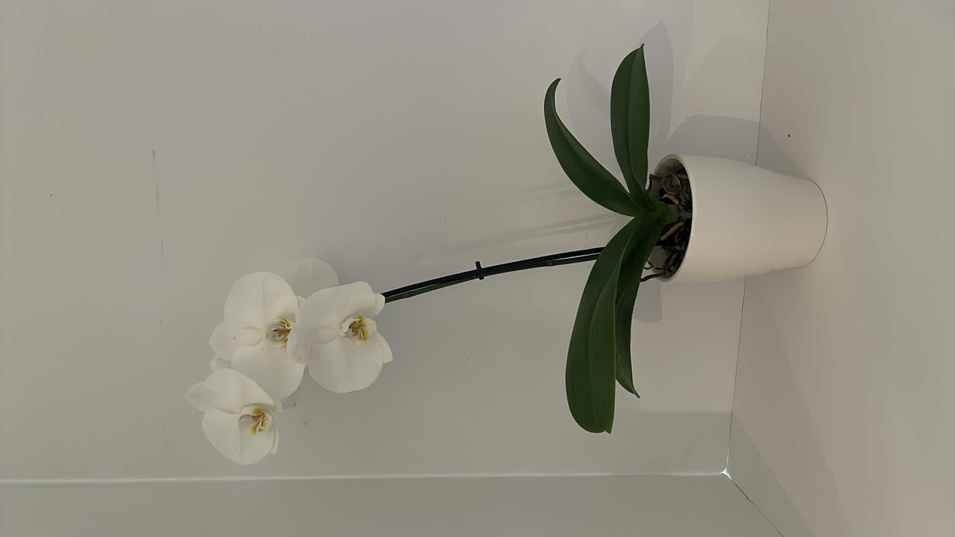 Photo 1 of 2 LIVING WHITE ORCHIDS IN WHITE CERAMIC POTS H25”