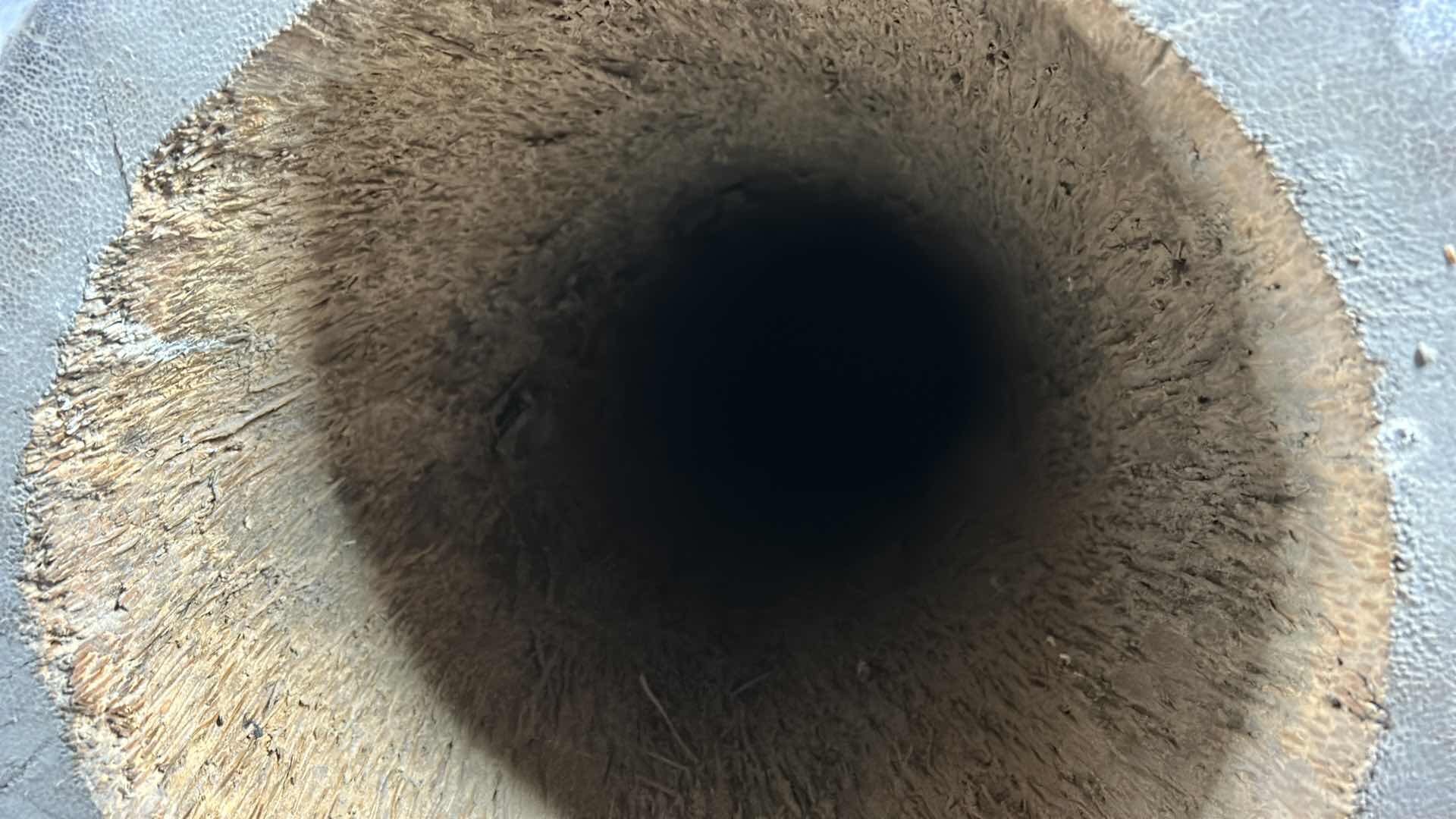 Photo 1 of HUGE (HOLLOWED OUT FROM TOP TO BOTTOM) PALM WOOD TREE  VASE 31” x 81”