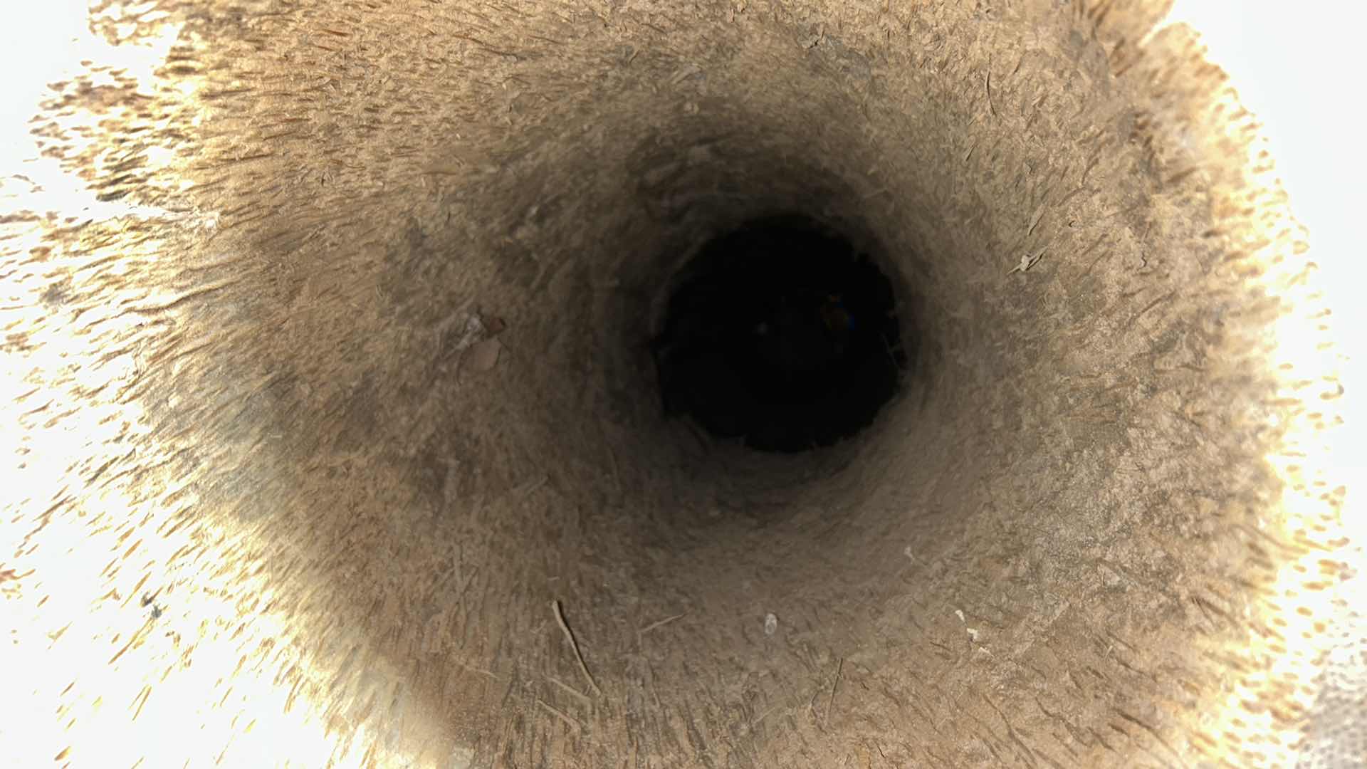 Photo 1 of HUGE (HOLLOWED OUT FROM TOP TO BOTTOM) PALM WOOD TREE  VASE 31” x 81”