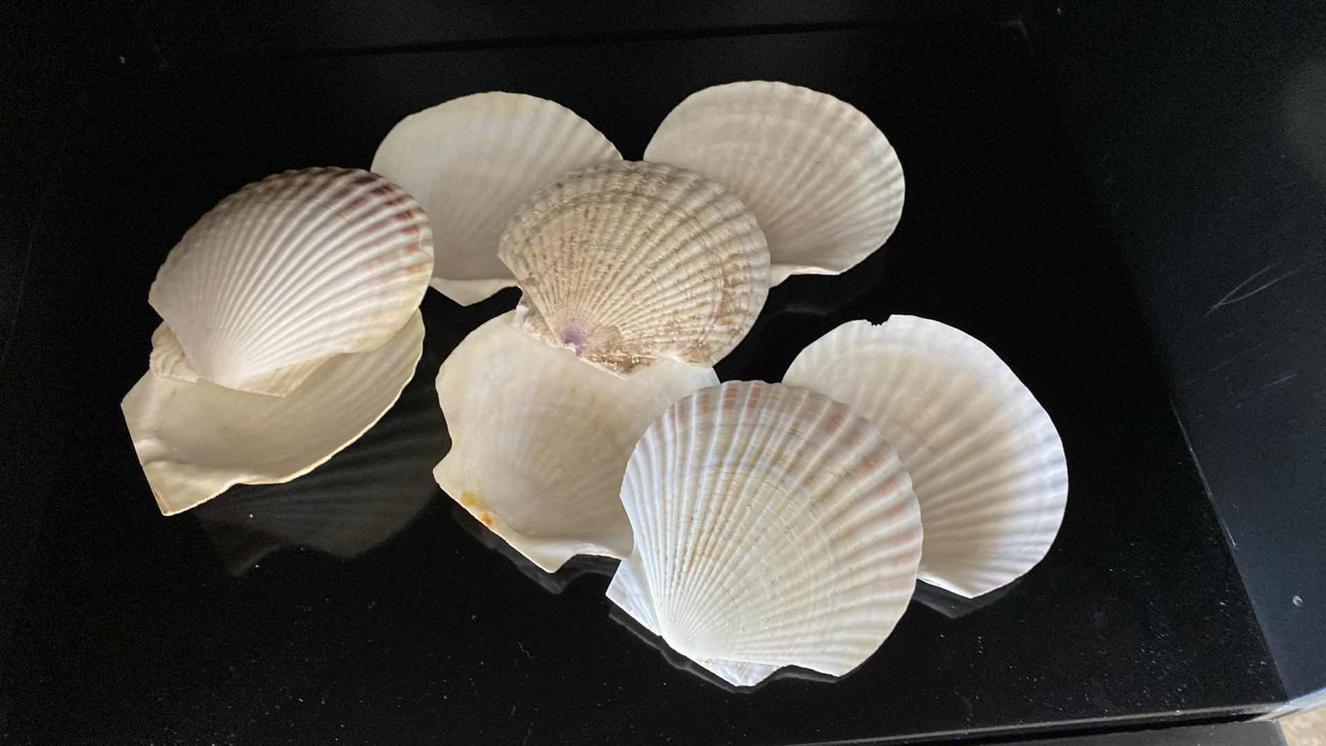 Photo 1 of 8 ASSORTED SHELLS APPROXIMATELY 5”