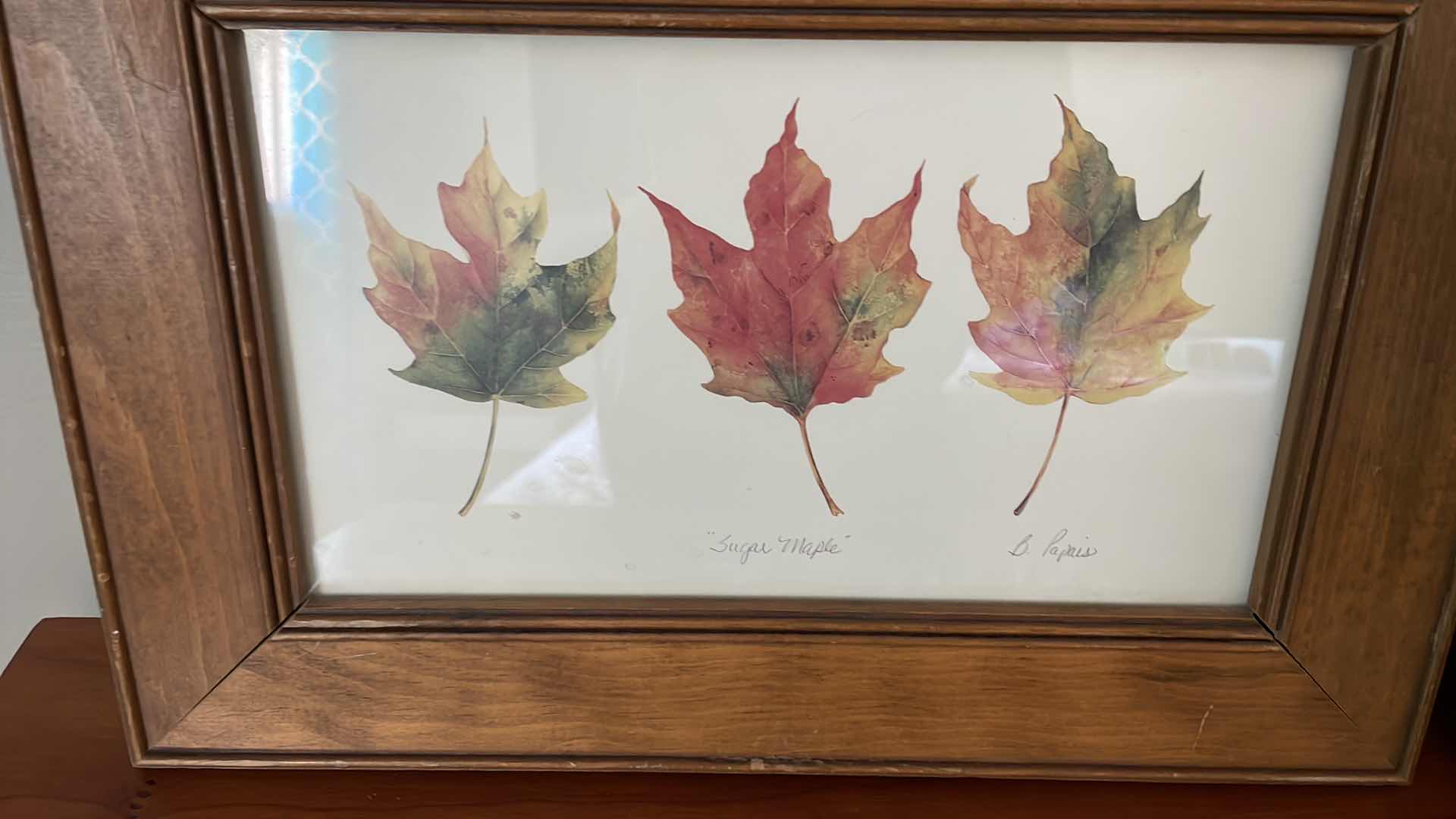 Photo 1 of FRAMED “SUGAR MAPLE AND “SCARLET OAK” B. PAPAIS 16”x12”H