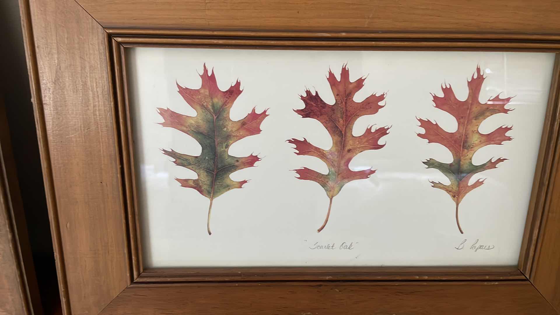 Photo 1 of FRAMED “SUGAR MAPLE AND “SCARLET OAK” B. PAPAIS 16”x12”H