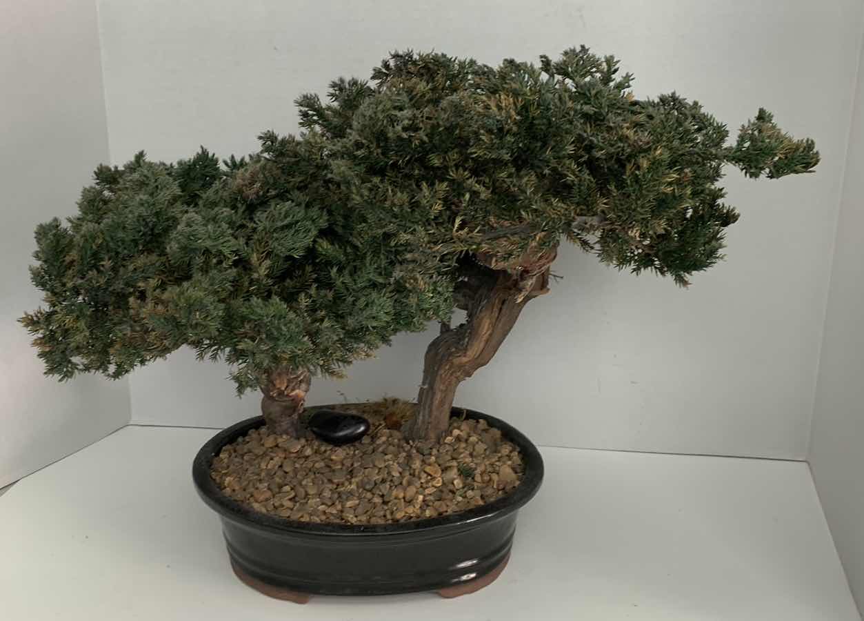 Photo 1 of FAUX BONSAI TREE  14” X 19”