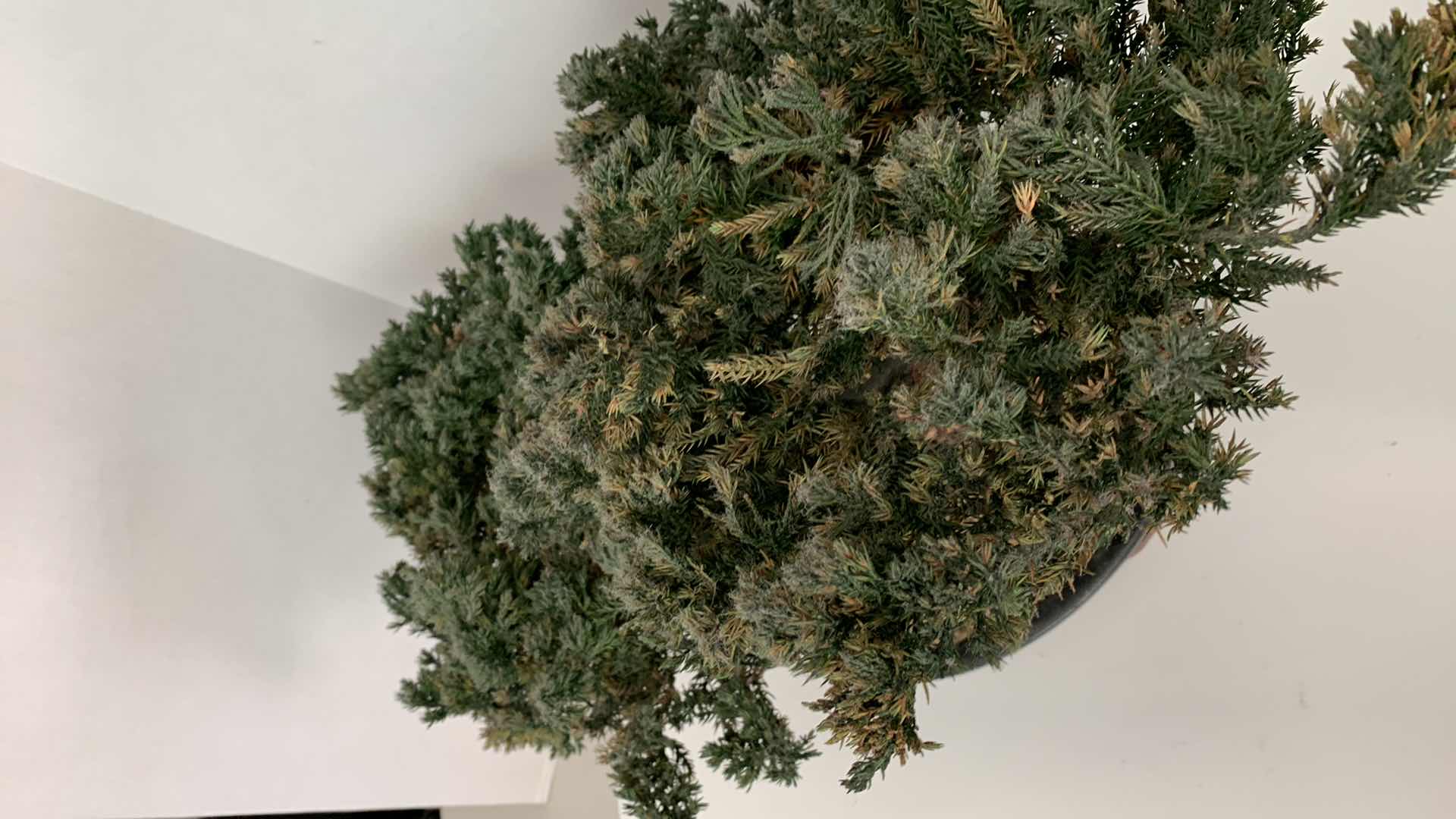 Photo 1 of FAUX BONSAI TREE  14” X 19”