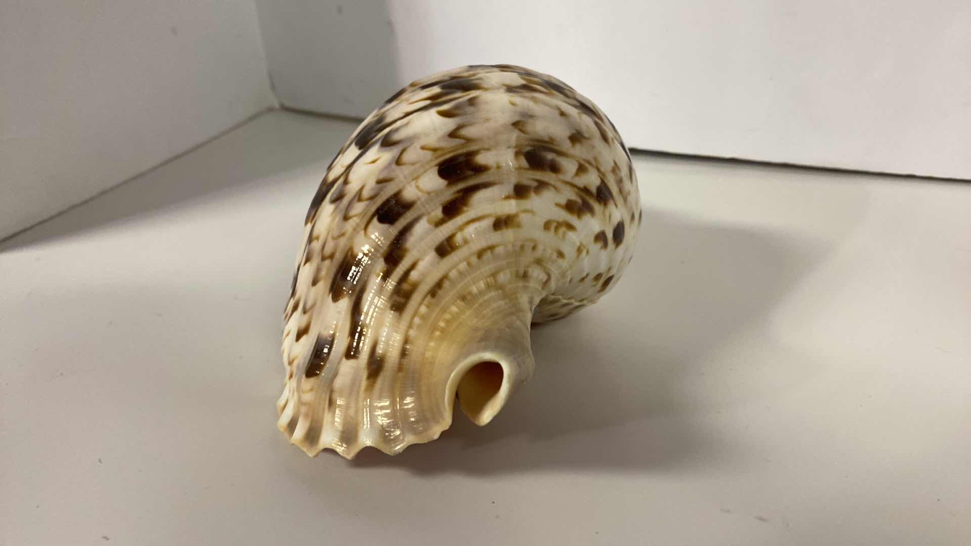 Photo 6 of LARGE TRITON SHELL 11” X 6”