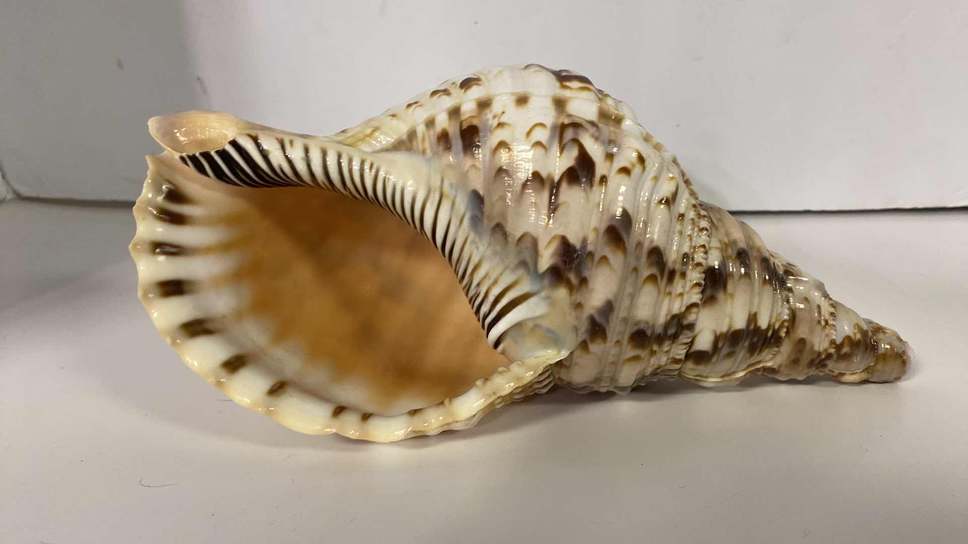 Photo 2 of LARGE TRITON SHELL 11” X 6”