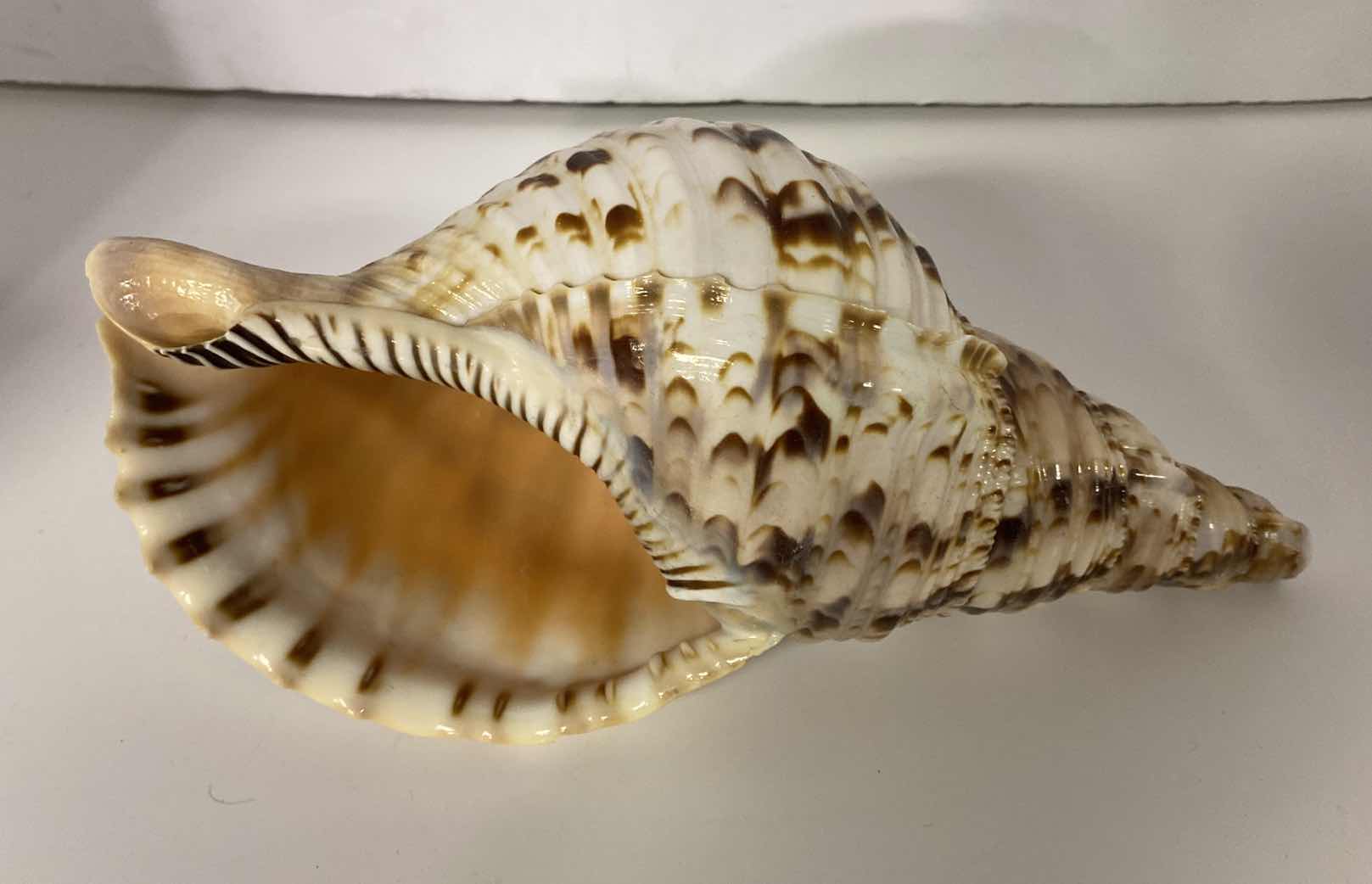 Photo 1 of LARGE TRITON SHELL 11” X 6”