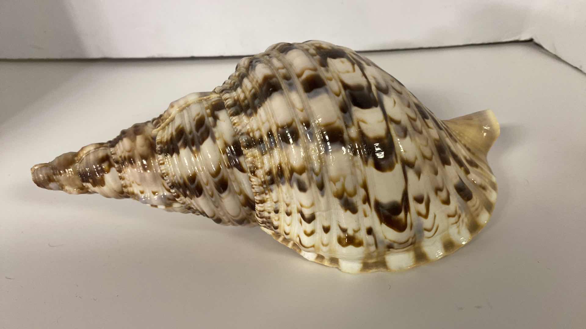 Photo 4 of LARGE TRITON SHELL 11” X 6”