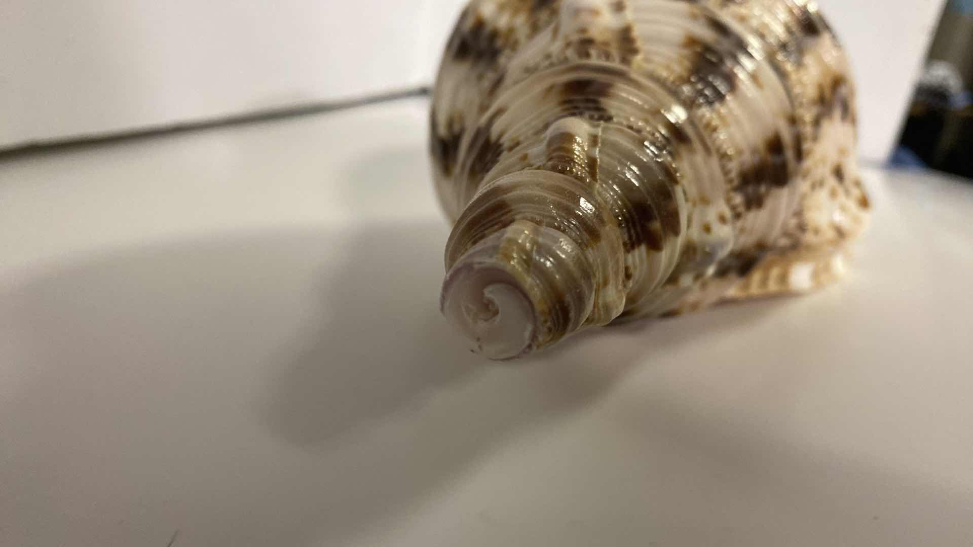 Photo 1 of LARGE TRITON SHELL 11” X 6”