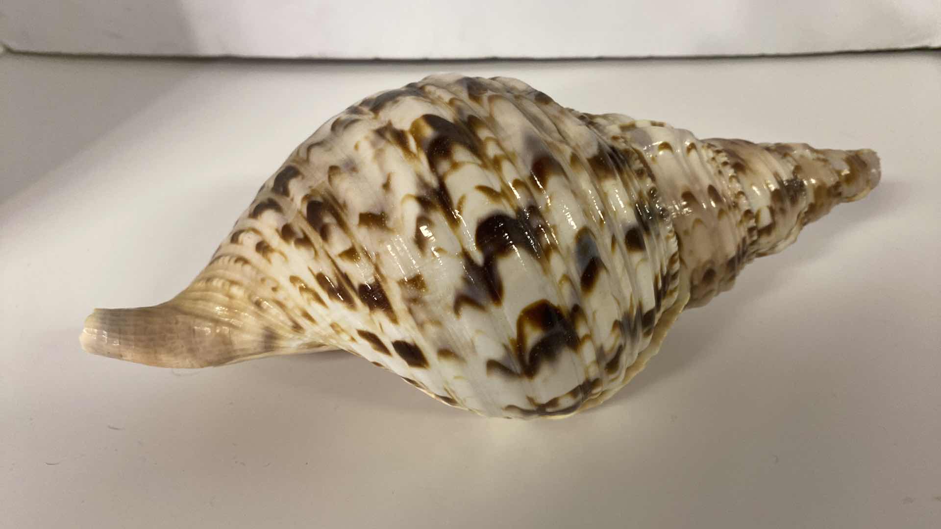 Photo 3 of LARGE TRITON SHELL 11” X 6”
