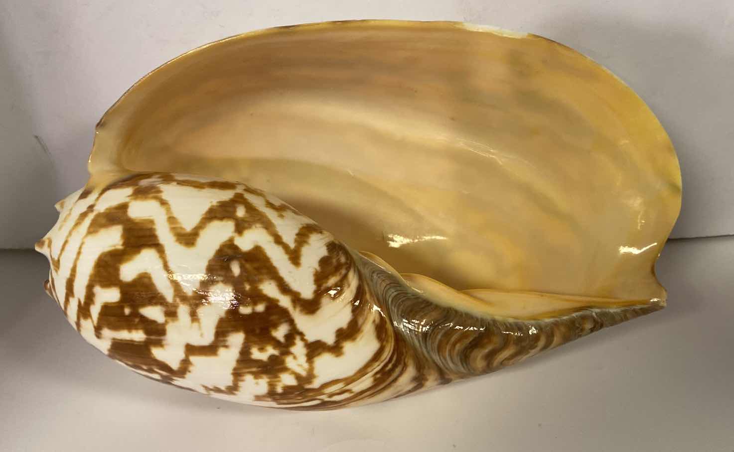 Photo 5 of MELO UMBILICATUS VOLUTE SEASHELL 11” X 7”
