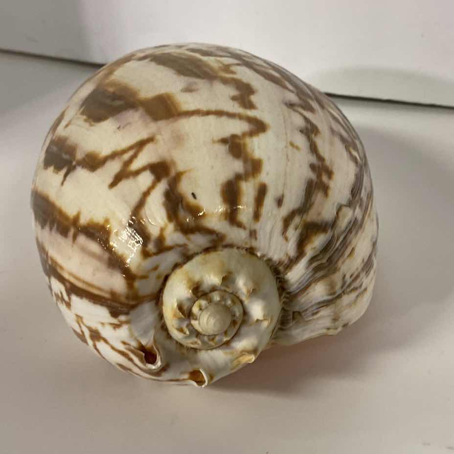 Photo 1 of MELO UMBILICATUS VOLUTE SEASHELL 11” X 7”