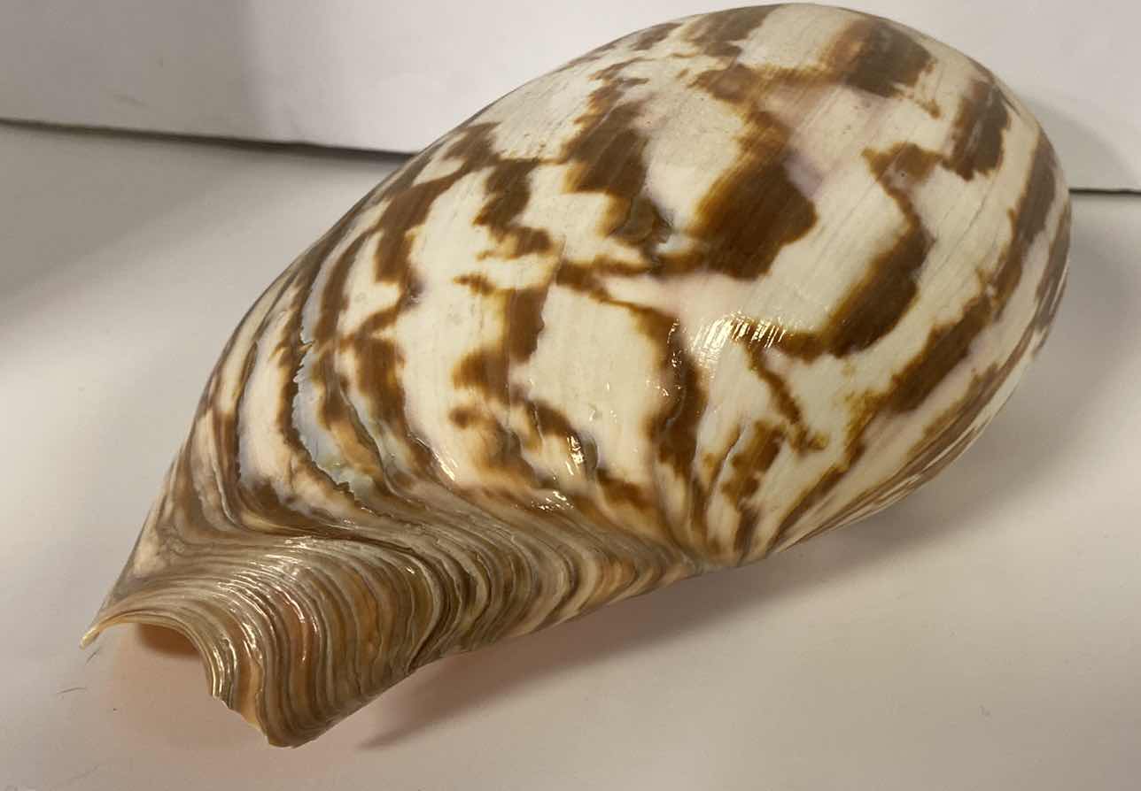 Photo 4 of MELO UMBILICATUS VOLUTE SEASHELL 11” X 7”