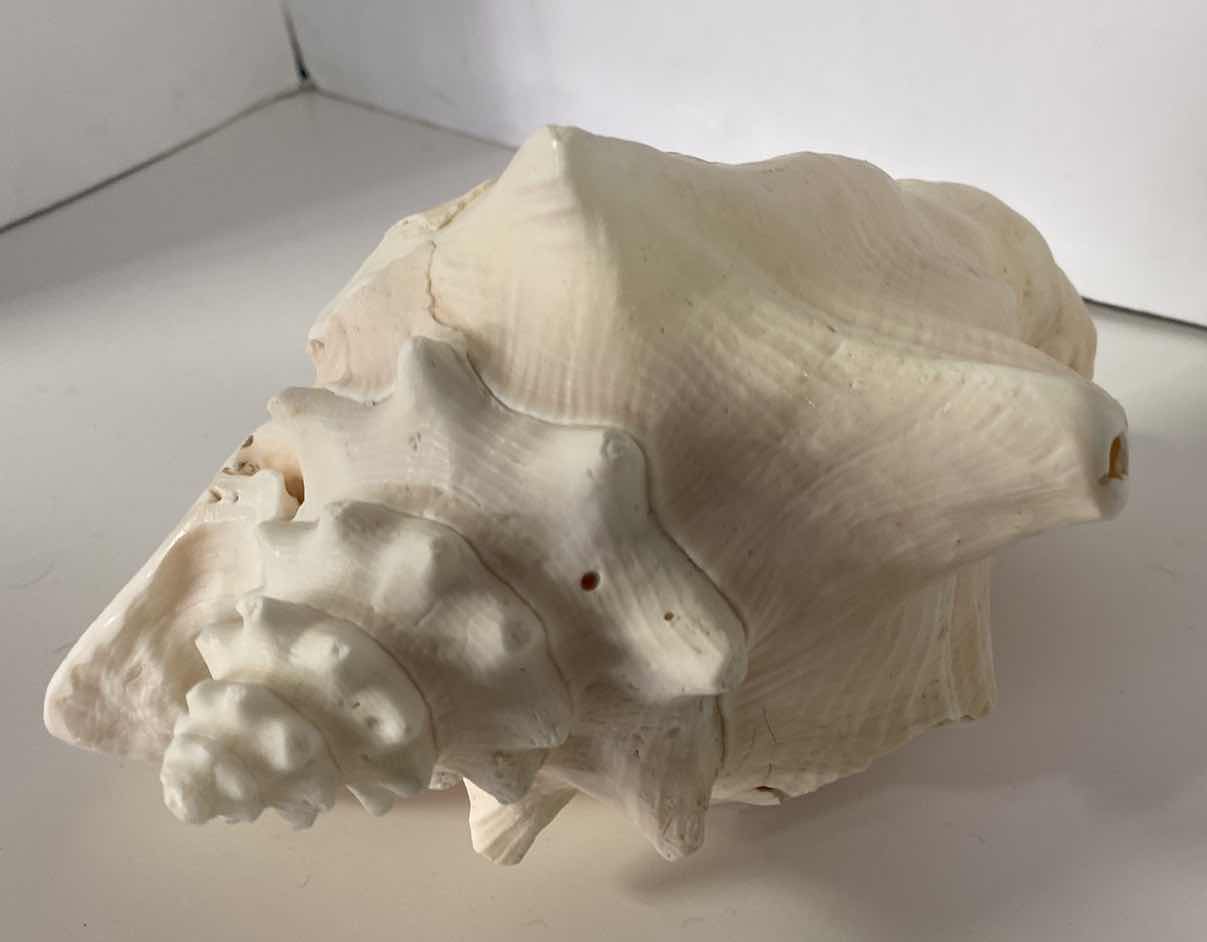 Photo 1 of LARGE QUEEN PINK CONCH SHELL 10”