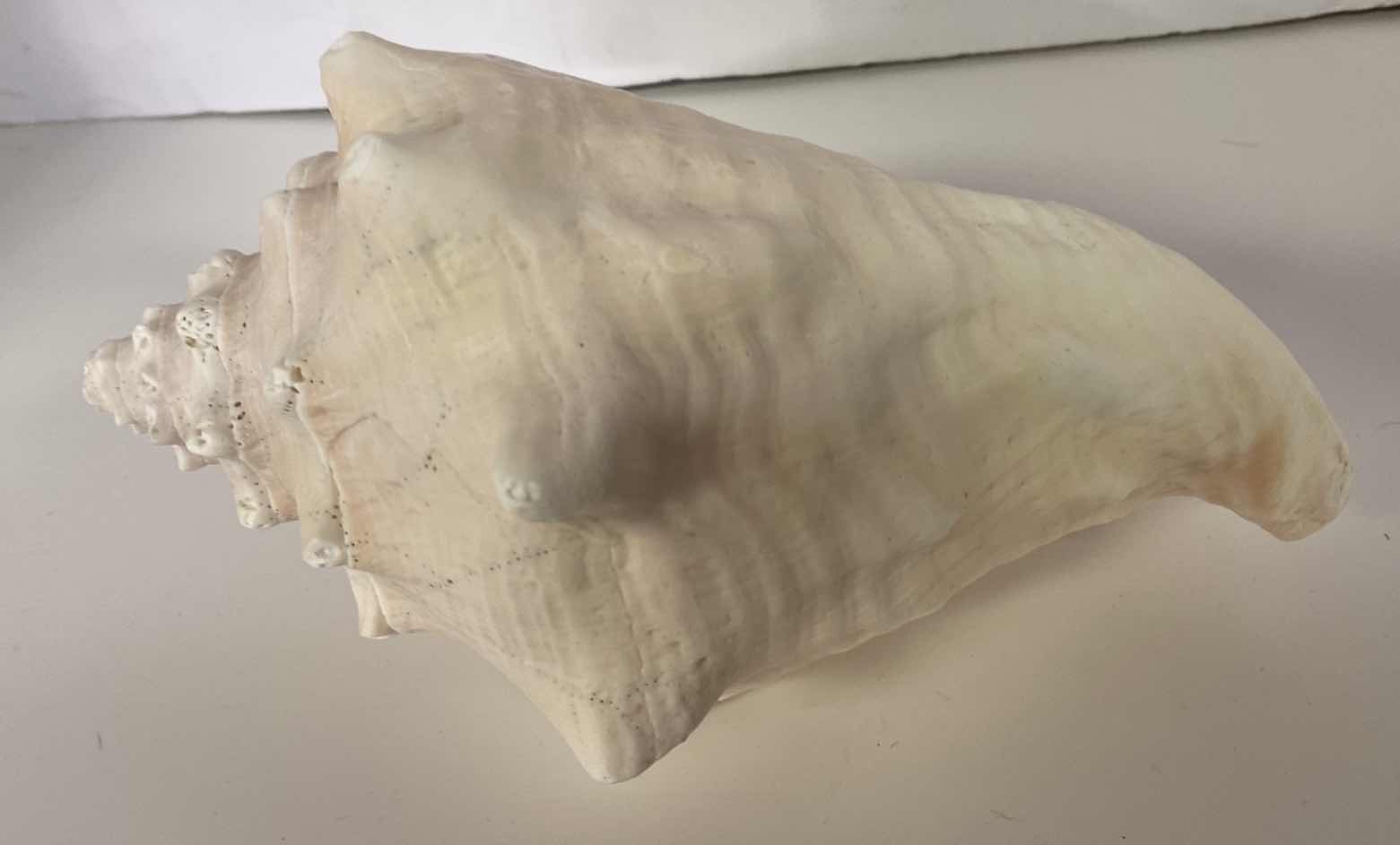 Photo 1 of LARGE QUEEN PINK CONCH SHELL 10”