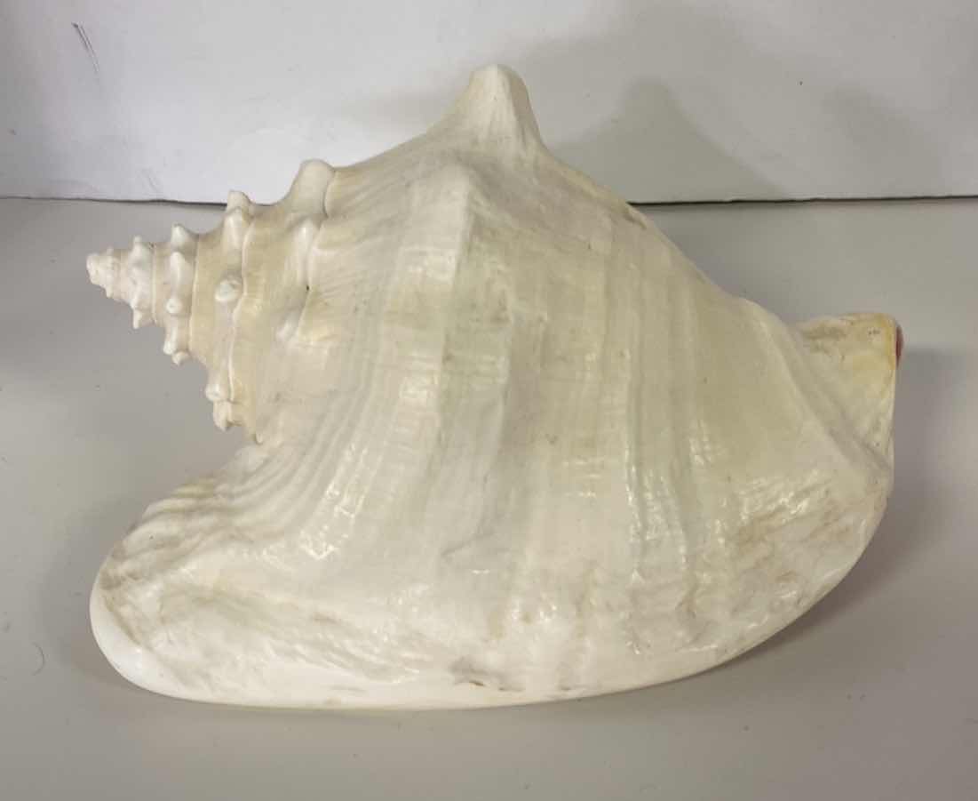 Photo 1 of LARGE PINK CONCH SHELL 10”
