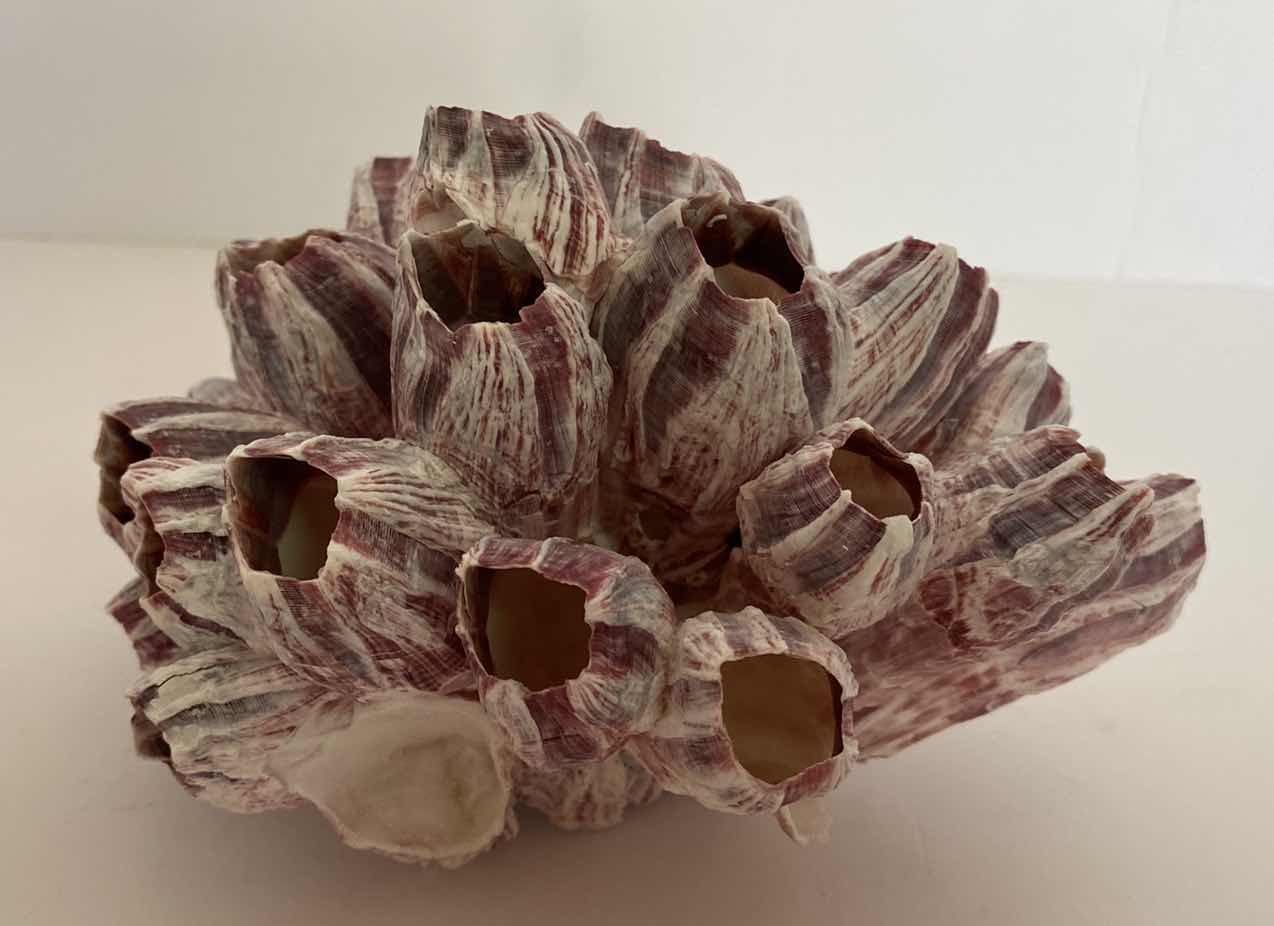 Photo 1 of CORAL SHELL 7” x 4”