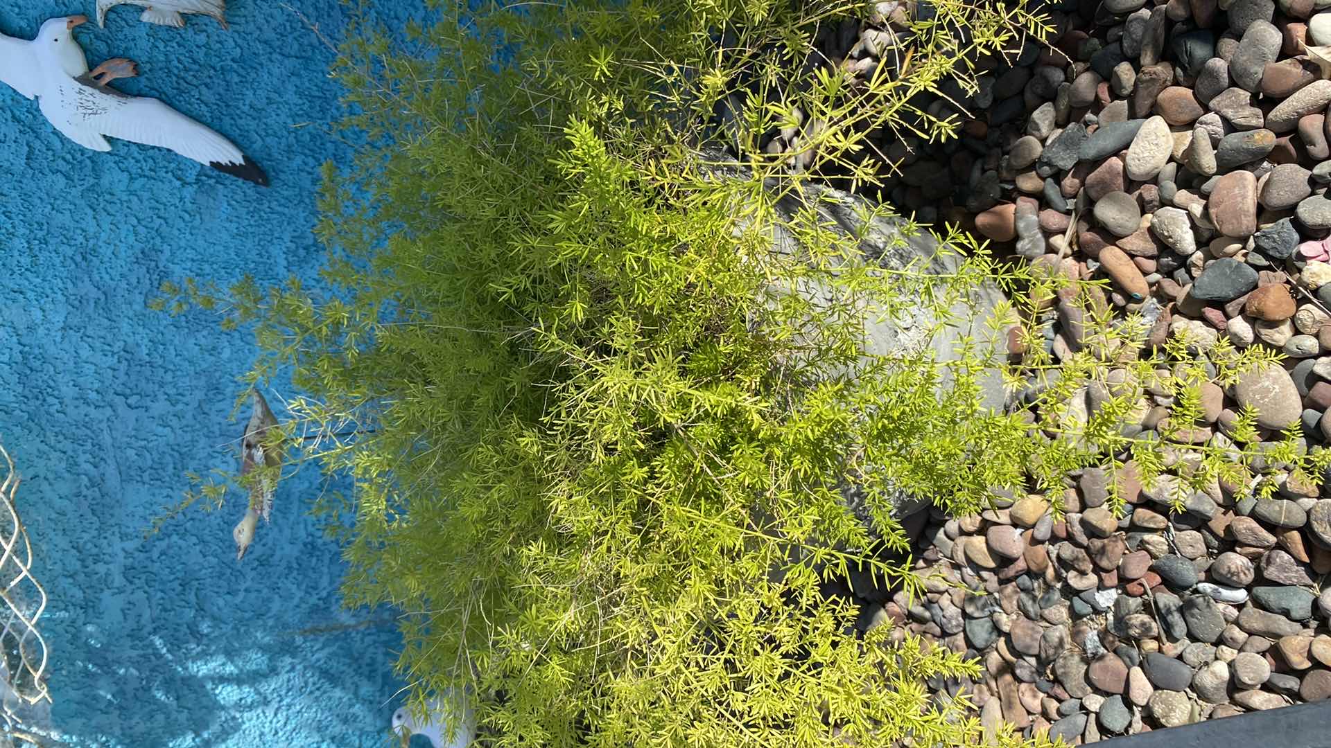 Photo 1 of ASPARAGUS FERN IN HEAVY POT, POT IS 15” x 13 1/2”