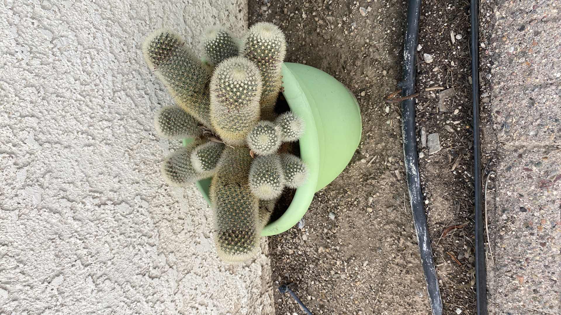 Photo 1 of CACTUS IN GREEN PLASTIC POT, POT MEASURES 10 1/2” x 8 1/2”