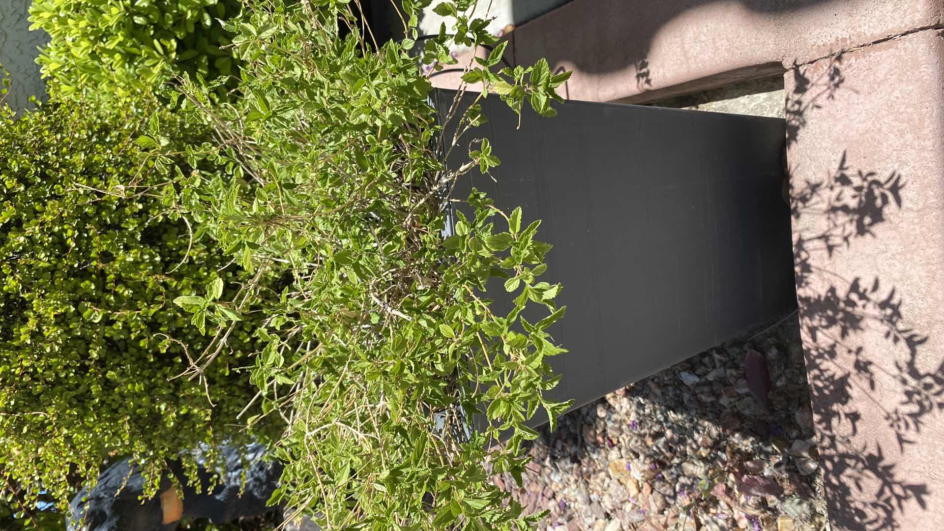 Photo 1 of BLACK PLASTIC POT WITH PLANT IN FRONT YARD, POT MEASURES 11” x 17”